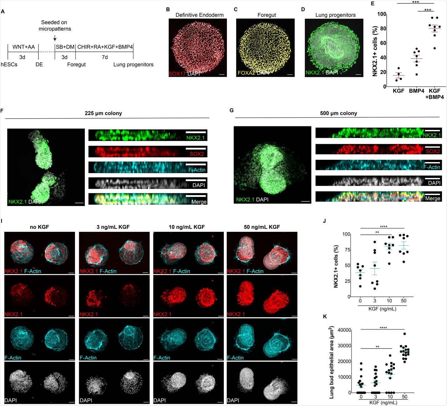 Generation of self-organized epithelial lung buds on confined geometries. A) Protocol for the generation of synthetic lung buds on confined geometries in micropatterns. B-D) Generation of SOX17+ endoderm cells (B), FOXA2+ anterior endoderm cells (C) and NKX2.1+ multipotent lung progenitors (D) at the end of definitive endoderm (DE), foregut and lung progenitor induction stages, respectively. E) Proportion of NKX2.1+ lung progenitors upon modulation with BMP4, KGF or BMP4/KGF for 7 days. F-G) Top and side views of 3D epithelial buds containing NKX2.1+ multipotent lung progenitors in 225 and 500 μm colonies. I) Micropattern colonies containing NKX2.1+ epithelial buds at increasing doses of KGF. J) Proportion of NKX2.1+ progenitor cells at increasing doses of KGF. K) Quantification of lung bud epithelial area in micropattern colonies at varying doses of KGF. (**p<0.01,***p<.001, ****p<0.0001, Dunnett’s multiple comparison test; scale bar, 50 μm)