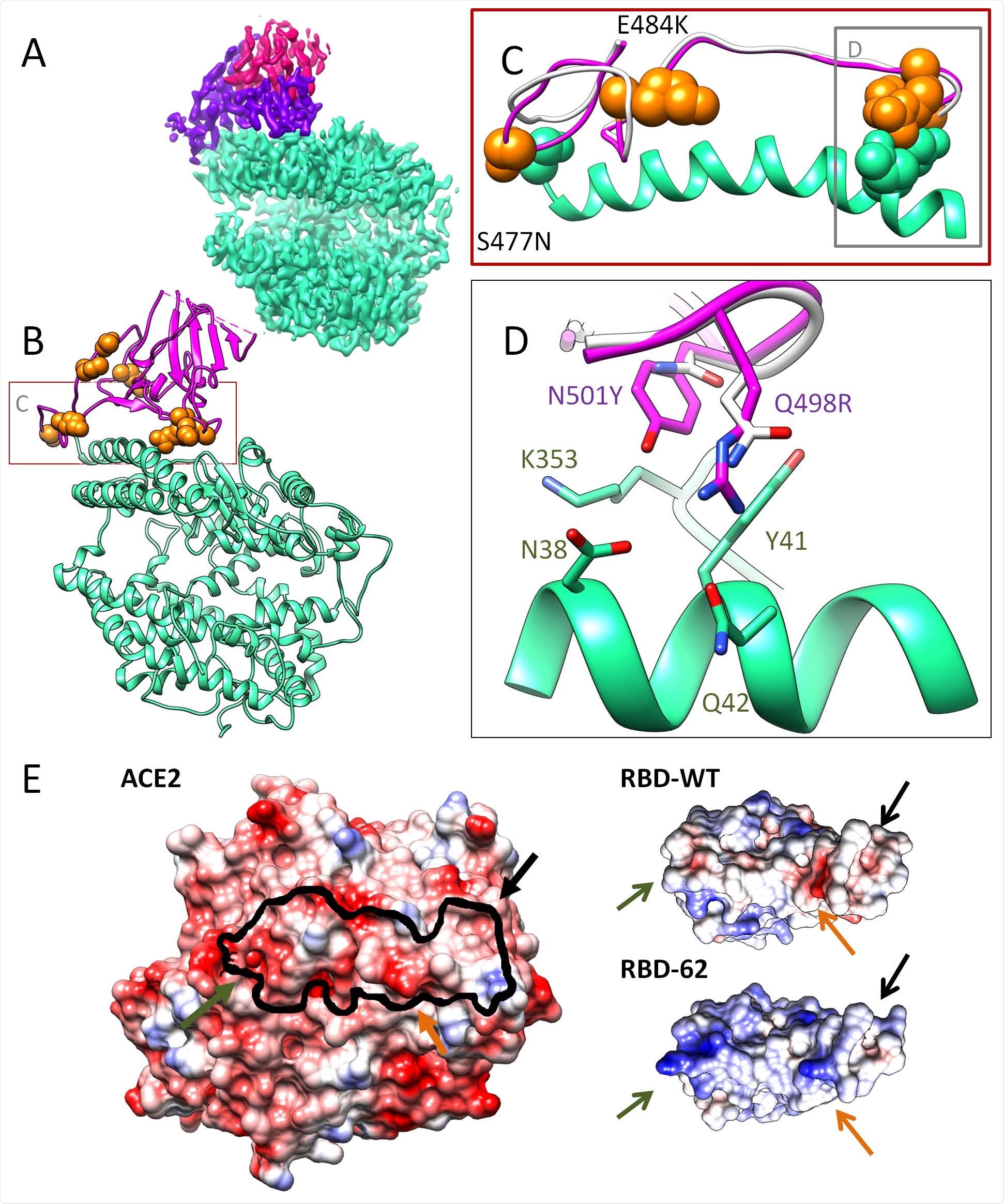Cryo-EM structure of the ACE2-RBD-62 complex at 2.9 Å resolutions. A) The Cryo-EM electron density map with ACE2 (cyan), RBD-62 RBM (magenta), and RBD core (pink). B) Cartoon representation of the ACE2-RBD-62 model with eight mutations resolved in the electron density map (orange). C) The S477N, Q498R and N501Y mutations depicted in RBM (orange spheres) interacting with S19, Q42 and K353 of ACE2 respectively (cyan spheres) are situated at the two extremes of the RBD-ACE2 interface, suggested to stabilizing the complex. D) The interaction network formed between RBD-62 mutations and ACE2. RBD-WT residues are in white (heteroatom coloring schema). E) Electrostatic complementarity between RBD and ACE2 is strengthened in RBD-62 by positive charges at positions N460K, E484K, and Q498R. The black line one ACE2 indicates the RBD binding site.