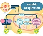 Glycolysis Metabolic Pathway