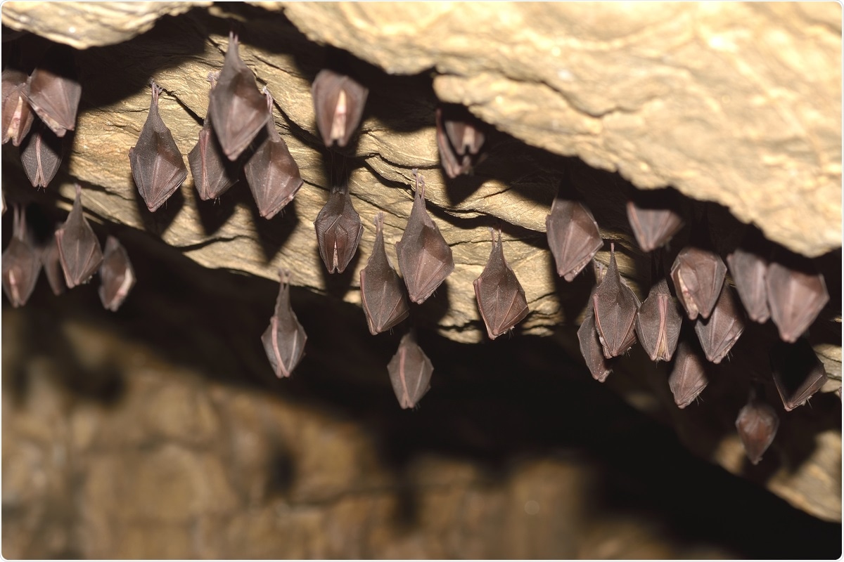 Study: The SARS-CoV-2 Spike protein has a broad tropism for mammalian ACE2 proteins. Image Credit: All-stock-photos / Shutterstock