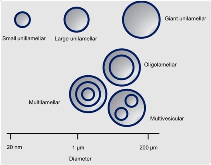 Characterizing liposomes in pharmaceutical applications with Small-Angle X-ray Scattering (SAXS)