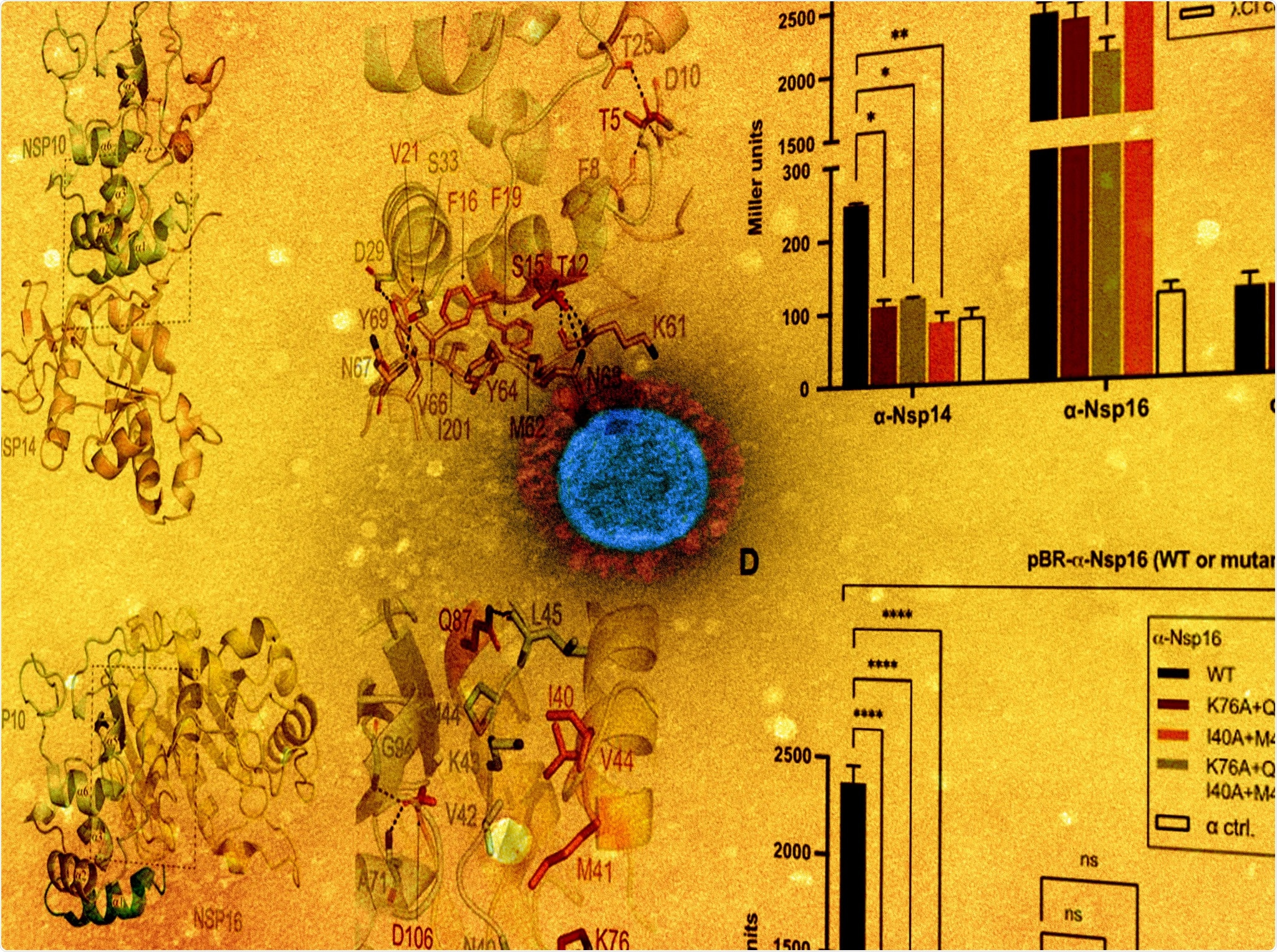 Study: A bacteria-based assay to study SARS-CoV-2 protein-protein interactions. Image Credit: NIAID