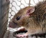 Study reveals the zoonotic potential of the rat Sialodacryoadenitis virus