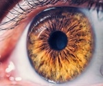 New study finds SARS-CoV-2 causes retinal infection