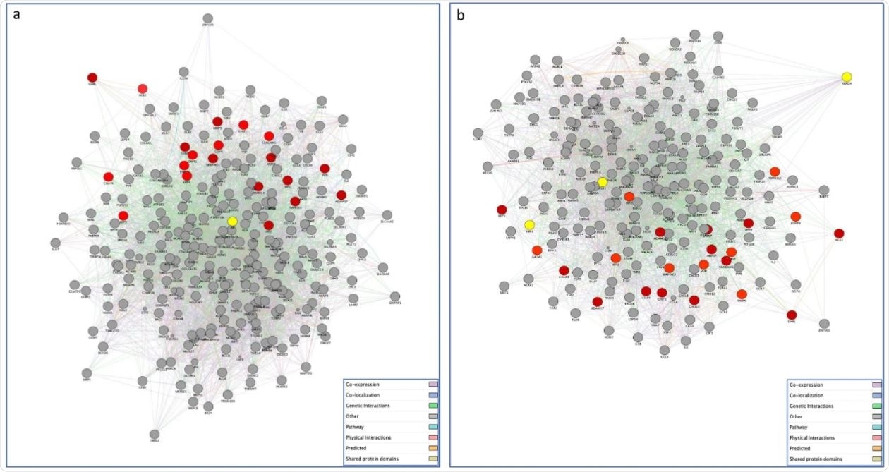 Gene networks of SARS-CoV-2 targeted human proteins expressed in testis (a) and ovary (b) and their interactions with the list of genes of our interest. The PPI network constructed by GeneMANIA shows the relationships for SARS-CoV-2 targeted human proteins expressed in testis (a) and ovary (b) and the genes of interest (nodes) connected (with edges) according to the functional association networks from the databases. Differently colored ‘edges’ indicate the type of evidence supporting each interaction: co-expression (light purple), physical interaction (pink), genetic interaction (green), shared protein domains (golden yellow), pathway (light blue), predicted (orange), and co-localization (blue).