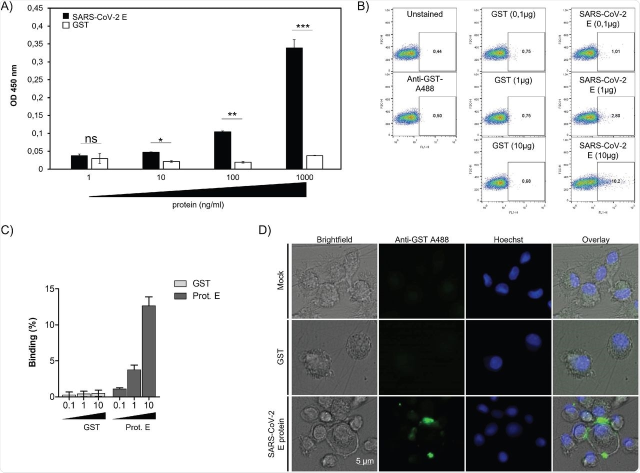 Binding of SARS-CoV-2 protein to human TLR2: (A) Soluble recombinant human TLR2 (100 μl at 1 μg/ml) were coated in 96 plates. After saturation, various amounts of E-GST protein (1 ng/ml-1000 ng/ml) were added for 2 hours at 37°C. TLR2 E-GST complexes were revealed by a solution of anti-GST-sera follow by anti-anti-GST conjugated to HRP. (B) Primary human monocytes were incubated with 0,1 to 10 μg/ml of GST or GST-E SARS-CoV-2 protein. Cells were stained with anti-GST (1/1000). Data were acquired using FACScalibur. One representative experiment is shown. (C) Quantification of SARS-CoV-2 E protein or GST control binding to human monocytes out of from 3 different experiments acquired on FACScalibur. (D) Primary human macrophages were incubated with 10 μg/ml of GST or GST-E SARS-CoV-2 protein. Cells were stained with anti-GST (1/500). Images were acquired using EVOS M700 microscope.