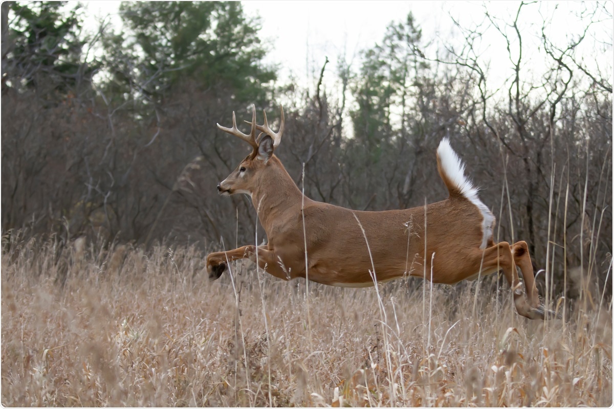 Study: SARS-CoV-2 infection in free-ranging white-tailed deer (Odocoileus virginianus). Image Credit: Jim Cumming/ Shutterstock