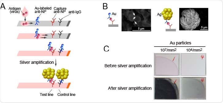 SARS-CoV-2 Ag-RDT with silver amplification technology. (A) Schematic diagram of lateral flow immunoassay with silver amplification technology. The antigen in the sample dropped into the device flows on the cellulose membrane together with the colloidal gold-labeled anti-SARS-CoV-2 NP antibody, and when captured by the membrane-immobilized capture antibody, it develops color and appears as a single band. Adherence of silver ions to the surface of a catalytic gold nanoparticle causes electrons to reduce the silver atoms, leading to the size enhancement followed by 1000-fold improvement in visibility. (B, C) Differences in SEM images (B) and naked eye visualized bands (C) with and without silver amplification.