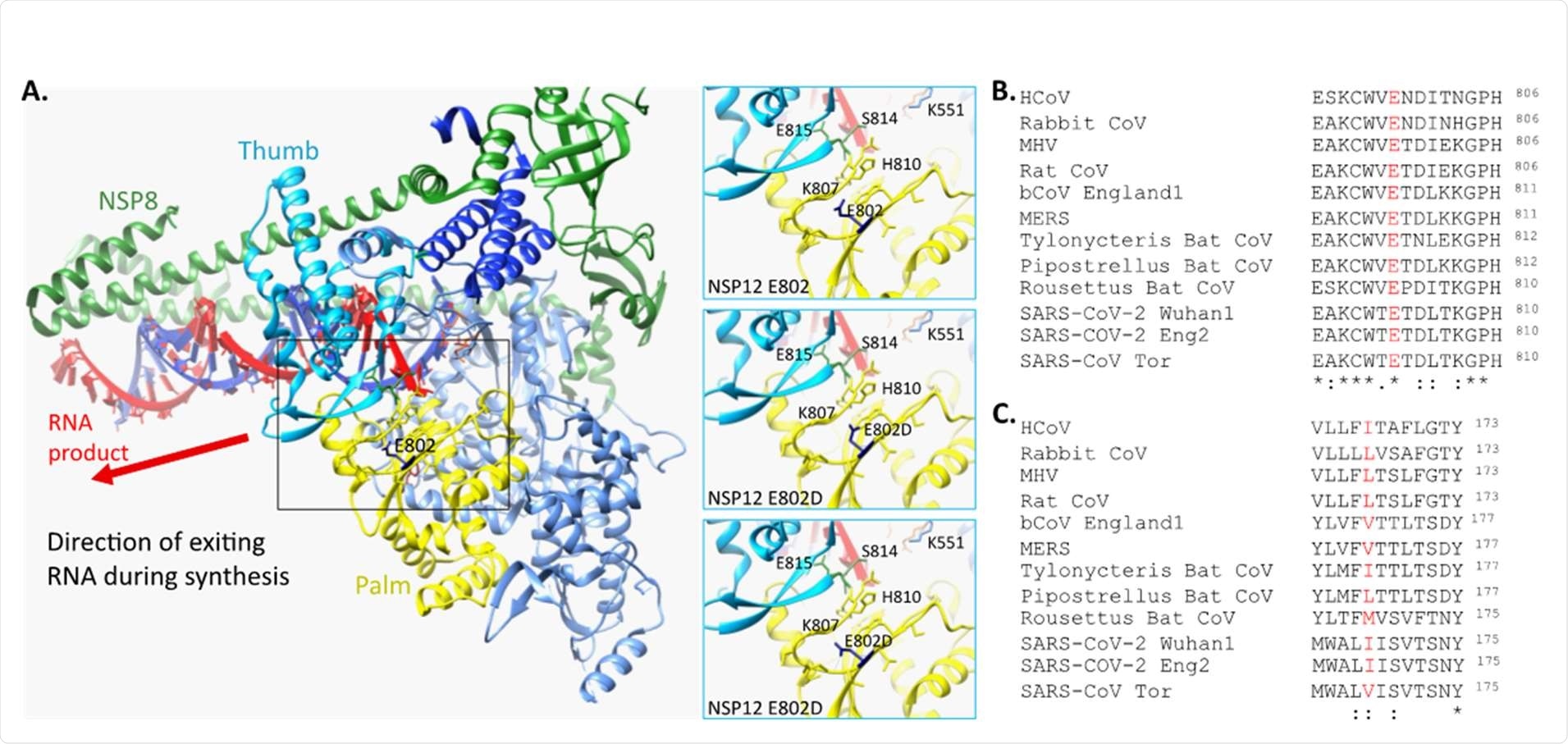 Common mutations in partial RDV resistance populations. A. Location of E802 within structure of SARS-CoV-2 NSP12 in association with NSP7 and NSP8 (PDB ID 6YYT). Three focused panels are WT (upper) and two potential confirmations of E802D. H-bonds are indicated by l 5 ight blue line. B. NSP6 I168 amino acid is not conserved across CoVs. C. Conservation of E802 amino acid across CoVs. Accession numbers for the CoV sequences are in the materials and methods.