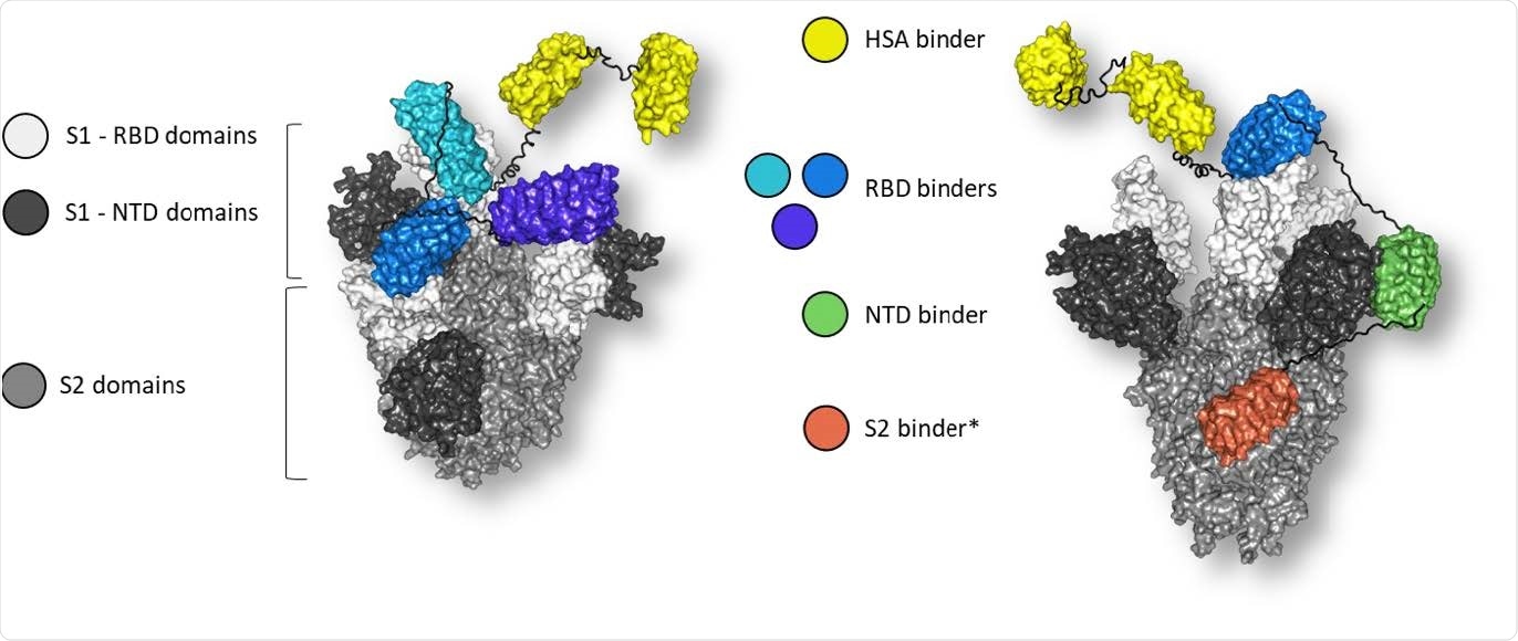 Molecular model of multi-specific DARPin® antivirals MP0423 (right), consisting of five DARPin® domains (yellow: HSA-binding domains, blue: RBD-binding domain, green: NTD-binding domain, orange: S2-binding domain) bound to the spike ectodomain. Linkers are shown in black. Molecular model of multi-paratopic DARPin® candidate ensovibep (left) consisting of five DARPin® domains (yellow: HSA-binding domains, shades of blue: RBD-binding domains) bound to the RBDs (white) of the spike ectodomain (grey). Linkers are shown in black. Position of RBD and NTD binders guided by Cryo-EM data. *Positioning on spike protein remains uncertain for the S2 binder and is guided by manual docking and not based on Cryo-EM data15.