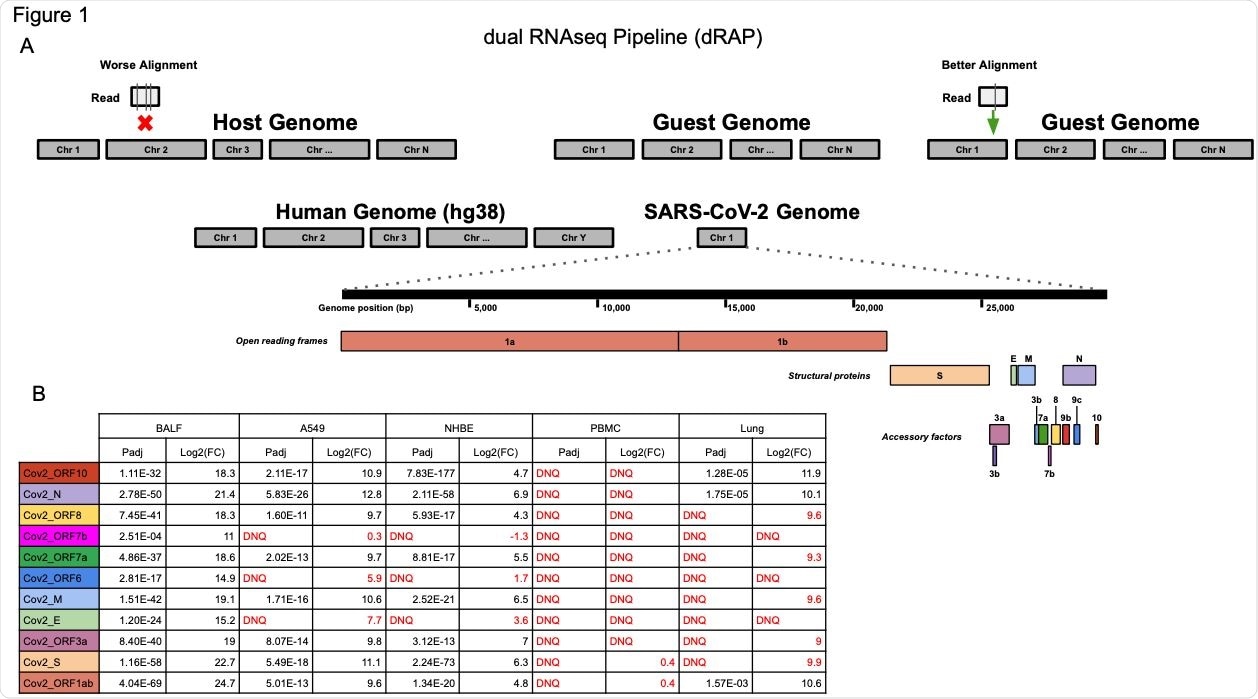 (A) The dRAP pipeline follows a dual RNAseq methodology by creating a single reference index for RNAseq read alignment with STAR by appending “guest” genomes to the host genome. This allows for simultaneous, unbiased alignment of reads with multiple transcriptomes where the best overall alignment is selected. For example, aligning a single read would result in 3 mismatches (vertical lines in box under “Worse Alignment”) if aligned to the host genome (red “x” marks host alignment location) compared to 1 mismatch (vertical line in box under “Better Alignment”) aligning to the guest genome (green arrow). Both the human host genome (hg38) and the SARS-CoV-2 guest genome (NC_045512v2) are included, which has a set of genes that are designated as open reading frames, structural proteins, or accessory factors. (B) SARS-CoV-2 differential gene expression results for infected patient tissue and cell line samples compared with non-infected samples. Patient tissue types show dramatically different expression profiles with PBMC and Lung biopsy tissue rarely ever passing detection limits while BALF tissues show robust expression in infected patients. Cell lines also display strong SARS-CoV-2 expression although the magnitude of fold change was far less than that observed in BALF samples. “DNQ” stands for “did not qualify”, which indicates genes that failed Cook’s distance filtering in DESeq2 analysis.