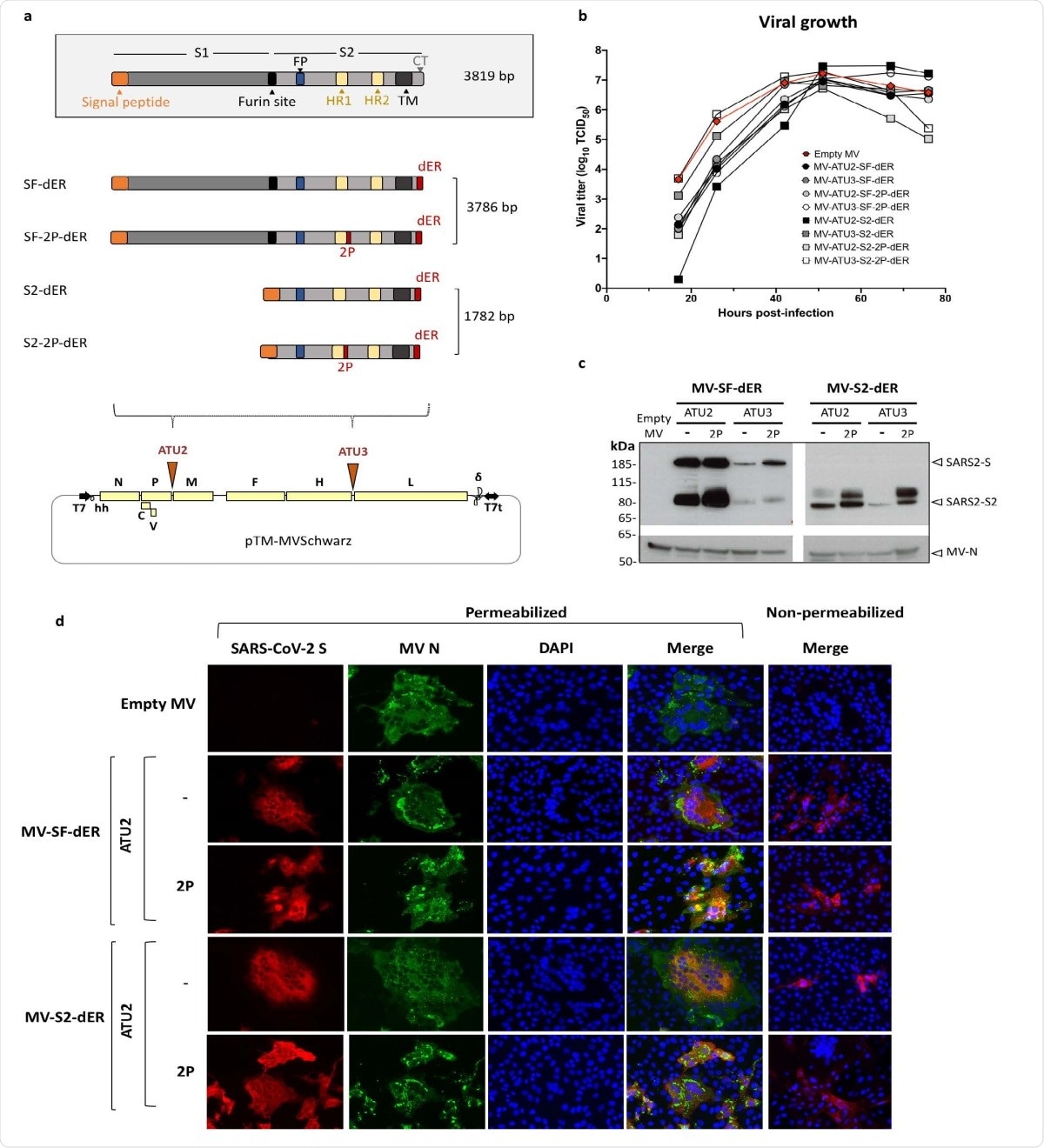 Schematic of S gene constructs and characterization of S-expressing rMVs. a) The native S gene of SARS-CoV-2 with notable domains indicated in color boxes relative to the S gene constructs cloned into the MV vector. 2P and dER modifications indicated by the red boxes. All S constructs were cloned into either the second (ATU2) or third (ATU3) additional transcription units of pTM-MVSchwarz (MV Schwarz), the MV vector plasmid. The MV genome comprises the nucleoprotein (N), phosphoprotein (P), V and C accessory proteins, matrix (M), fusion (F), hemagglutinin (H) and polymerase (L) genes. Plasmid elements include the T7 RNA polymerase promoter (T7), hammerhead ribozyme (hh), hepatitis delta virus ribozyme (?), and T7 RNA polymerase terminator (T7t). b) Growth kinetics of rMV constructs used to infect Vero cells at an MOI of 0.1. Cell-associated virus titers are indicated in TCID50/ml. c) Western blot analysis of SARS-CoV-2 S protein in cell lysates of Vero cells infected with the rMVs expressing SF-dER or S2-dER from either ATU2 or ATU3, with or without the 2P mutation. d) Immunofluorescence staining of Vero cells infected with the indicated rMVs 24 h after infection. Permeabilized or non887 permeabilized cells were stained for S (red), MV N (green) and nuclei (blue).