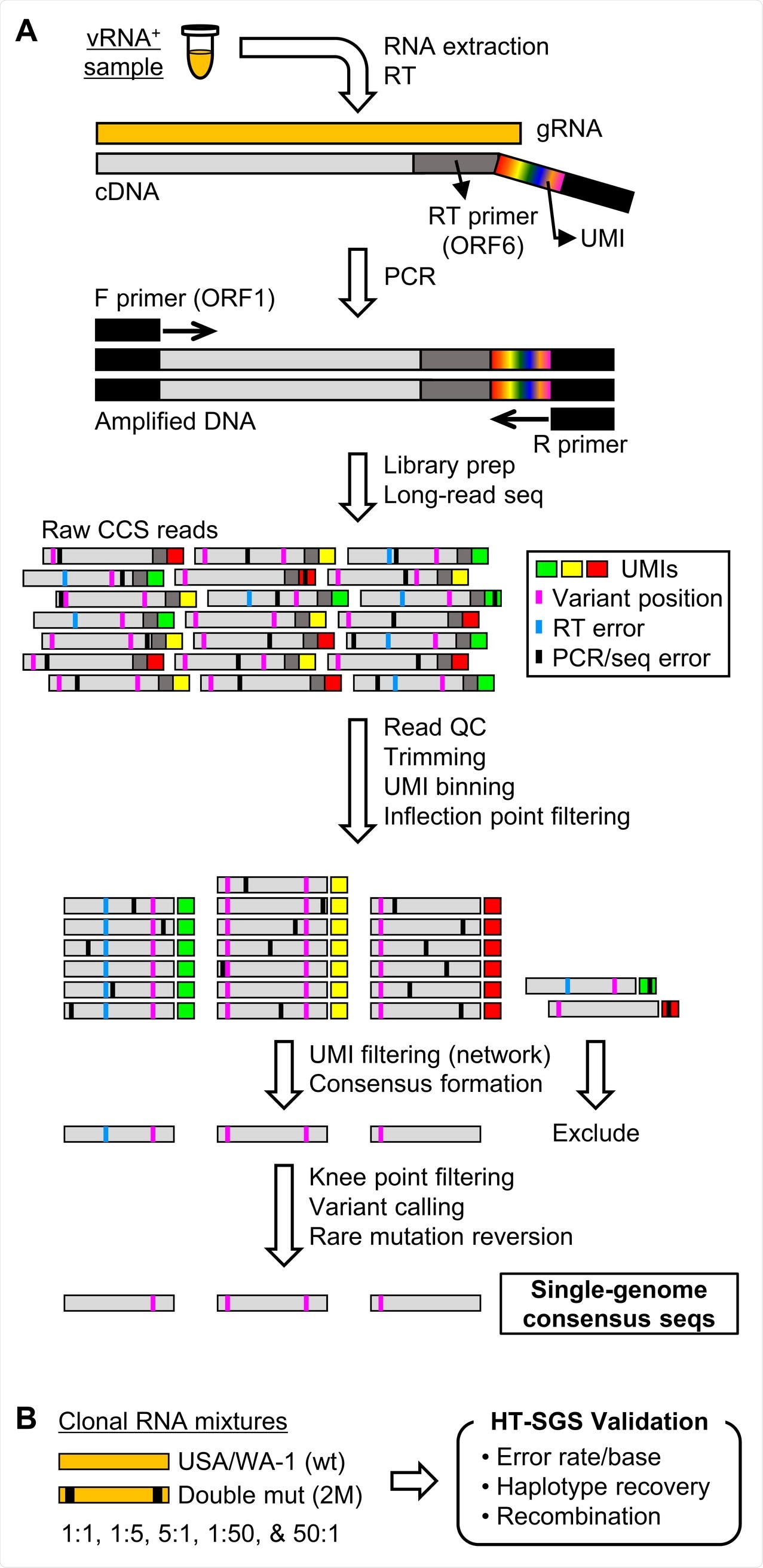 Overview of HT-SGS data generation and analysis. (A) SARS-CoV-2 genomic RNA (gRNA) is reverse-transcribed to include an 8-nucleotide unique molecular identifier (UMI; multicolored bar), followed by PCR amplification and Pacific Biosciences single-molecule, real-time (SMRT) sequencing of the 6.1-kilobase region encompassing spike (S), ORF3, envelope (E), and membrane (M) protein genes. After quality control and trimming, sequence reads are compiled into bins that share a UMI sequence, and bins with low read counts are removed according to the inflection point of the read count distribution. Presumptive false bins arising from errors in the UMI are then identified and removed by the network adjacency method, followed by further removal of bins with the lowest read counts using a more conservative knee point cutoff. Variant calling is then used to identify presumptive erroneous mutations based on rarity and pattern (ex., single-base insertions adjacent to homopolymers), and these are reverted to the sample consensus. Finally, SGS that correspond to haplotypes occurring only once in each sample are excluded (not pictured). (B) To validate data generation and analysis procedures, clonal RNAs transcribed in vitro from USA/WA-1 and double mutant sequences were mixed at varying ratios and subjected to HT-SGS.