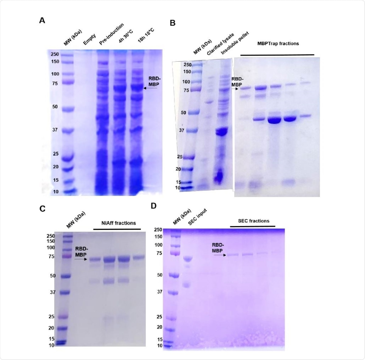 Protein purification SDS-PAGE gels. RBD-MBP can be observed running at 74 kDa, as indicated by the black arrows near the 75 kDa marker. Black arrows at approximately 42 kDa could indicate endogenously produced or cleaved MBP. A) Initial induction experiment comparing same-day (4 h) induction at 30° C and overnight (16 h) induction at 18° C. B) MBPTrap AKTA fractions. C) Nickel-affinity AKTA fractions. D) Size-exclusion AKTA fractions.