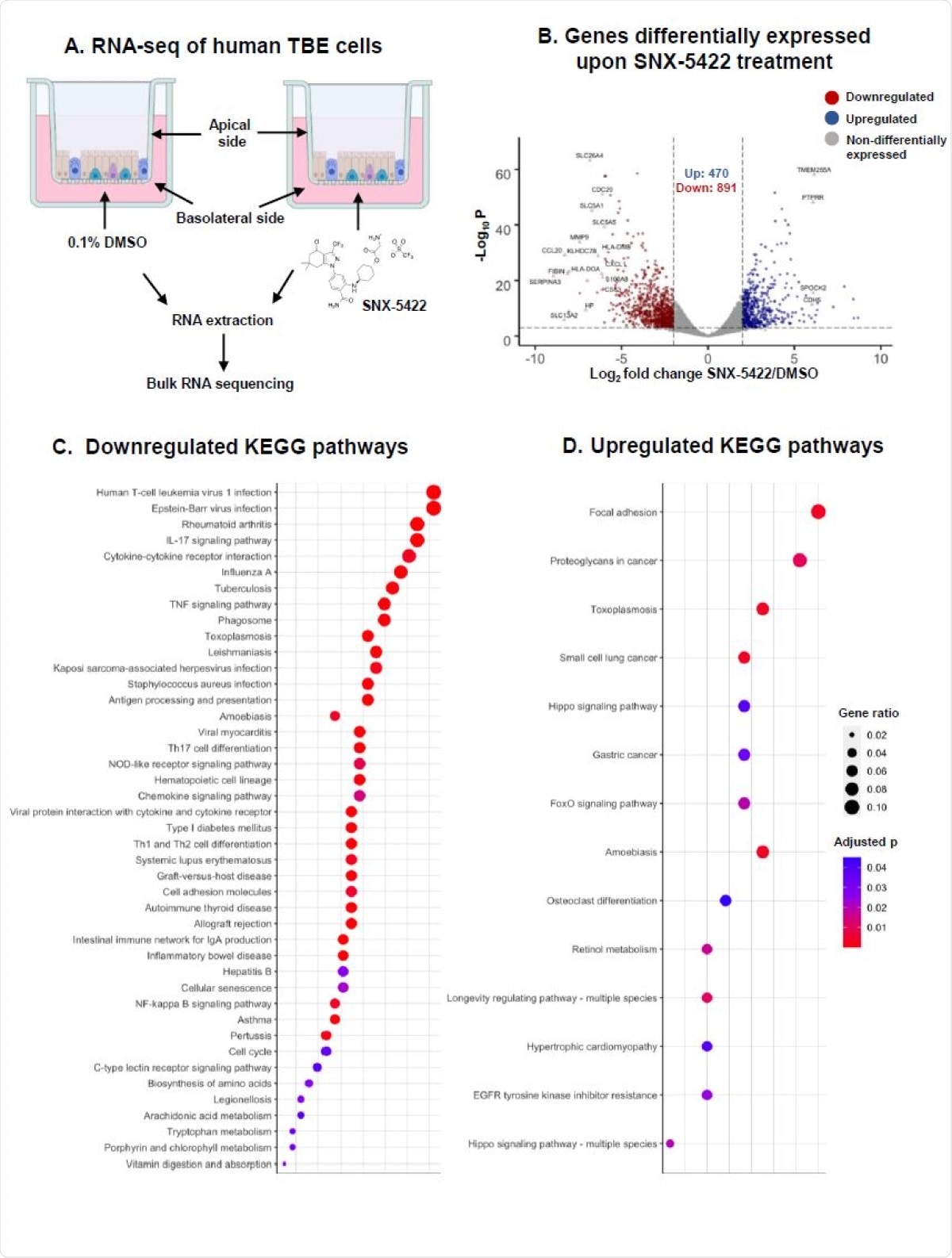 SNX-5422 treatment alters gene expression of human tracheobronchial epithelial (TBE) cells. (A) Schematic diagram illustrating treatment of human TBE cells. TBE cells from 3 independent healthy donors were cultured in air-liquid interface and treated with either 0.1% DMSO (drug-vehicle) or 1µM SNX-5422 reconstituted in DMSO, for 48hrs. RNA was then extracted from the cells and bulk RNA sequencing was performed. (B) Volcano plot demonstrating protein coding genes altered upon SNX-5422 treatment of human TBE cells. Red, blue and grey indicates downregulated, upregulated and non-differentially expressed genes, respectively. Differentially expressed genes (DEGs) were defined as protein coding genes with a Log2 fold change >2 between the drug-treated and control groups and adjusted p value <0.001. Open symbols represent genes with Log2 fold change >6 between the drug-treated and control groups. Cellular pathway overrepresentation analysis was performed with DEGs with a normalized average read count across donors and experimental conditions =300. (C) Downregulated and (D) Upregulated Kyoto Encyclopedia of Genes and Genomes (KEGG)pathways with an adjusted p value< 0.05 were reported. Dot size represented gene ratio and color schema represents adjusted p values.