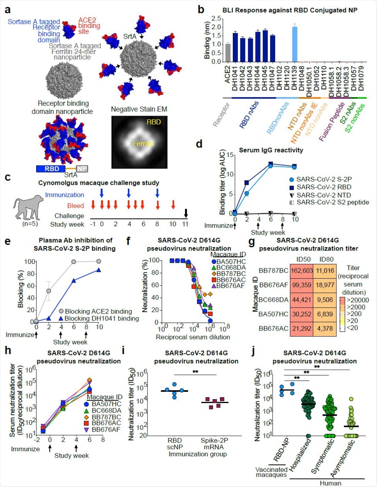 SARS-CoV-2 receptor binding domain (RBD) sortase conjugated nanoparticles (scNPs) elicits extremely high titers of SARS-CoV-2 pseudovirus neutralizing antibodies. a. SARS-CoV-2 RBD nanoparticles were constructed by expressing RBD with a C-terminal sortase A donor sequence (blue and red) and a Helicobacter pylori ferritin nanoparticle with N737 terminal sortase A acceptor sequences (gray) on each subunit (top left). The RBD is shown in blue with the ACE2 binding site in red. The RBD was conjugated to nanoparticles by a sortase A (SrtA) enzyme conjugation reaction (top right). The resultant nanoparticle is modeled on the bottom left. Nine amino acid sortase linker is shown in orange. Two dimensional class averages of negative stain electron microscopy images of actual RBD nanoparticles are shown on the bottom right. b. Antigenicity of RBD nanoparticles determined by biolayer interferometry against a panel of SARS-CoV-2 antibodies and the ACE2 receptor. Antibodies are color-coded based on epitope and function. N-terminal domain (NTD), nonAbs IE, infection enhancing non-neutralizing antibody; nAb, neutralizing antibody; nonAb, non-neutralizing antibody. Mean and standard error from 3 independent experiments are shown. c. Cynomolgus macaque challenge study scheme. Blue arrows indicate 748 RBD-NP immunization timepoints. Intranasal/intratracheal SARS-CoV-2 challenge is indicated at week 10. d. Macaque serum IgG binding determined by ELISA to recombinant SARS-CoV-2 stabilized Spike ectodomain (S-2P), RBD, NTD, and Fusion peptide (FP). Binding titer is shown as area752under-the curve of the log10-transformed curve. Arrows indicate immunization timepoints. e. Plasma antibody blocking of SARS-CoV-2 S-2P binding to ACE2-Fc and RBD neutralizing antibody DH1041. Group mean and standard error are shown. f. Dose-dependent serum neutralization of SARS-COV-2 pseudotyped virus infection of ACE2- expressing 293T cells. Serum was collected after two immunizations. The SARS-CoV-2 pseudovirus spike has an aspartic acid to glycine change at position 614 (D614G). Each curve represents a single macaque. g. Heat map of serum neutralization ID50 and ID80 titers for SARS-COV-2 D614G pseudotyped virus after two immunizations. h. SARS-COV-2 D614G pseudotyped virus serum neutralization kinetics. Each curve represents a single macaque. i. Comparison of serum neutralization ID50 titers from cynomolgus macaques immunized with recombinant protein RBD nanoparticles (blue) or nucleoside-modified mRNA-LNP expressing S- 2P (burgundy) (**P<0.01, Two-tailed Exact Wilcoxon test n = 5). j. Comparison of serum neutralization titers obtained from RBD-scNP-vaccinated macaques (blue) and SARS-CoV-2 infected humans (shades of green). Human samples were stratified based on disease severity as asymptomatic (N=34), symptomatic (n=71), and hospitalized (N=60) (**P<0.01, Two-tailed Wilcoxon test n = 5).