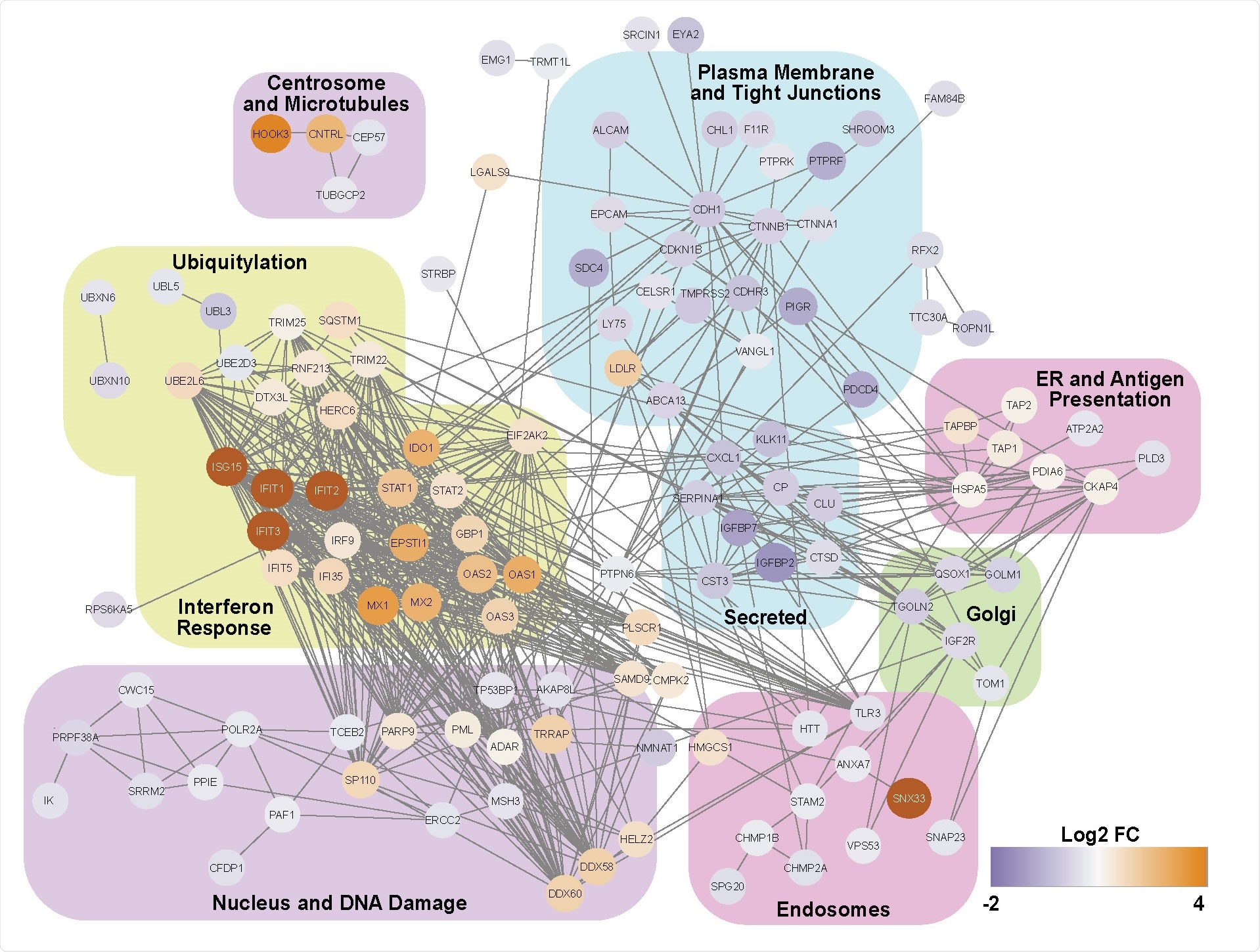 An ISG response dominates the proteome of SARS-CoV-2 infected nasal ALI cultures. Functional annotation network of differentially expressed proteins.