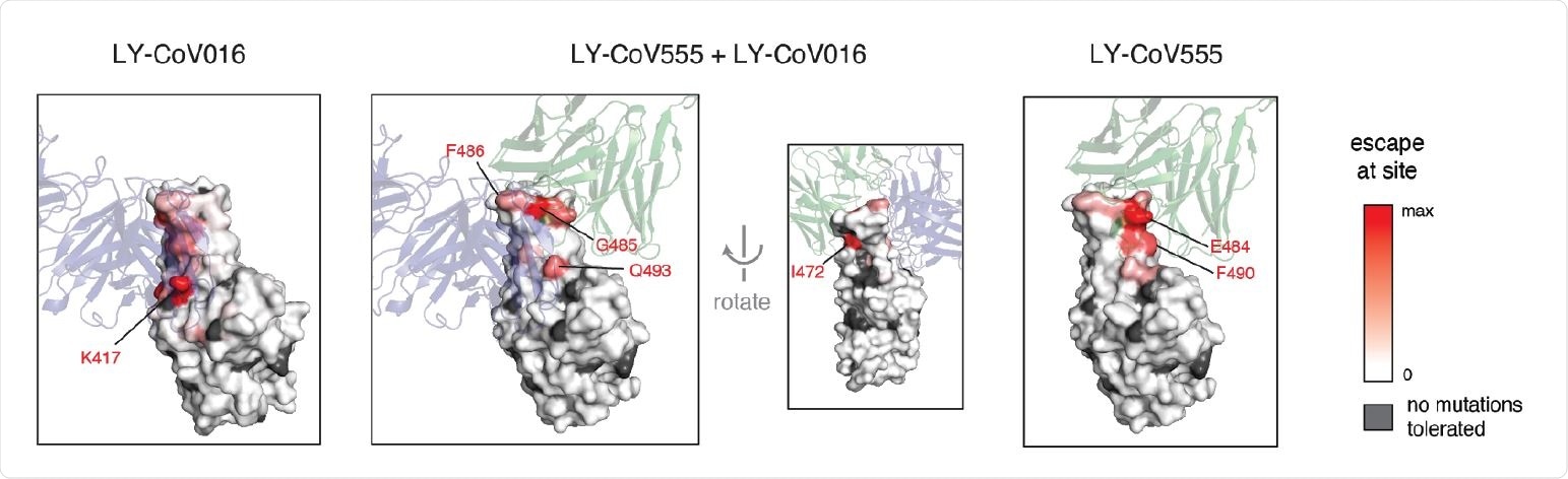 Escape maps projected onto structures of the RBD bound by LY-CoV555 or LY-CoV016. In each structure, the RBD surface is colored by escape at each site (white = no escape, red = strongest site-total escape for antibodies or strongest per-mutation escape for cocktail, gray = no escape because no mutations functionally tolerated). Sites of interest in each structure are labeled. The structures are as follows: LY-CoV016 (PDB 7C01 [22]); LY-CoV555 (PDB 7KMG [4]); cocktail escape projected onto the 7KMG structure, with the LY-CoV016 Fab chain aligned from the 7C01 structure for reference.