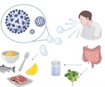 What are the main food safety concerns associated with the COVID-19 pandemic?