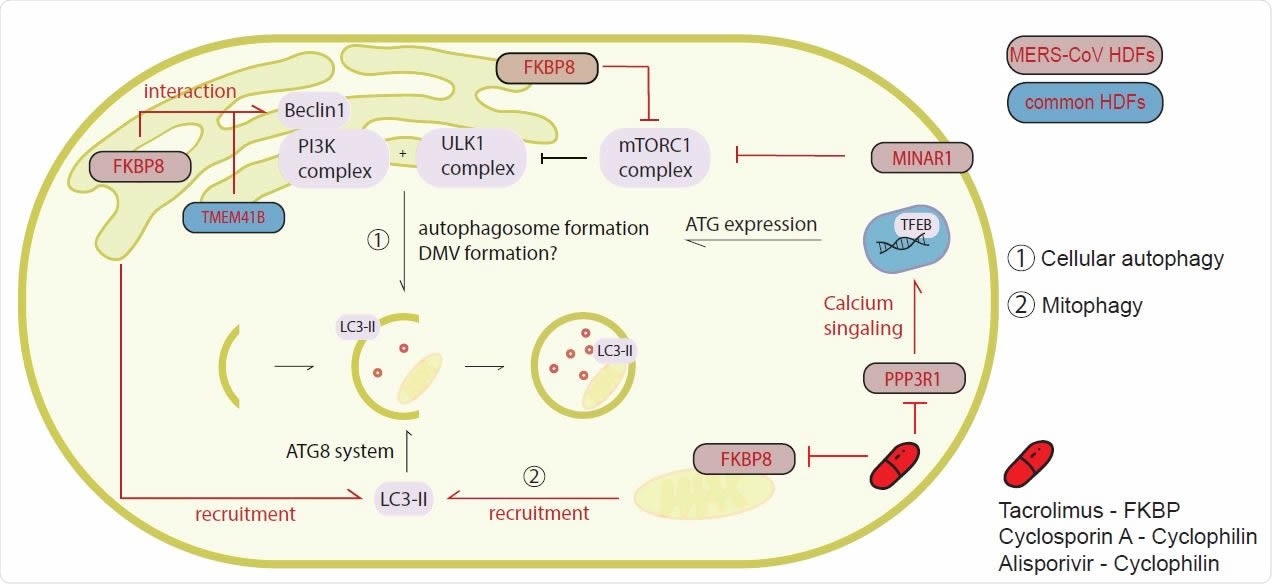 CoV HDFs are interactors of the autophagy pathway but do not depend on autophagy for replication. (A) Upon starvation, the mTORC1 complex is blocked and activation of the PI3K complex, as well as the ULK1 complex leads to the initiation of phagophore formation, as an initial step in the autophagy pathway. MERS-CoV and HCoV503 229E top scoring CRISPR knockout screen hits FKBP8, MINAR1, TMEM41B and VMP1 are involved in this early pathway. Furthermore, the ATG8 system containing among others LC3, which is recruited by VPM1 or FBKP8 is necessary for targeting cellular cargo to the autophagosome. PPP3R1 is upregulated and initiates TFEB translocalization to the nucleus, where it catalyzes transcription of ATGs. MERS-CoV or conserved host dependency factors (HDFs) are indicated in respective colors. Inhibitor intervention in this pathway is shown in red.