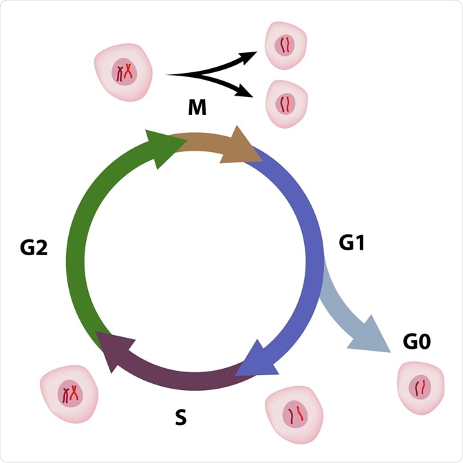 cell cycle
