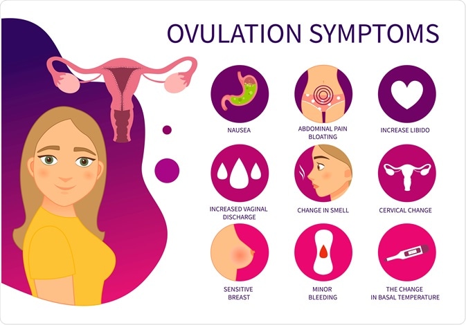 ovulation