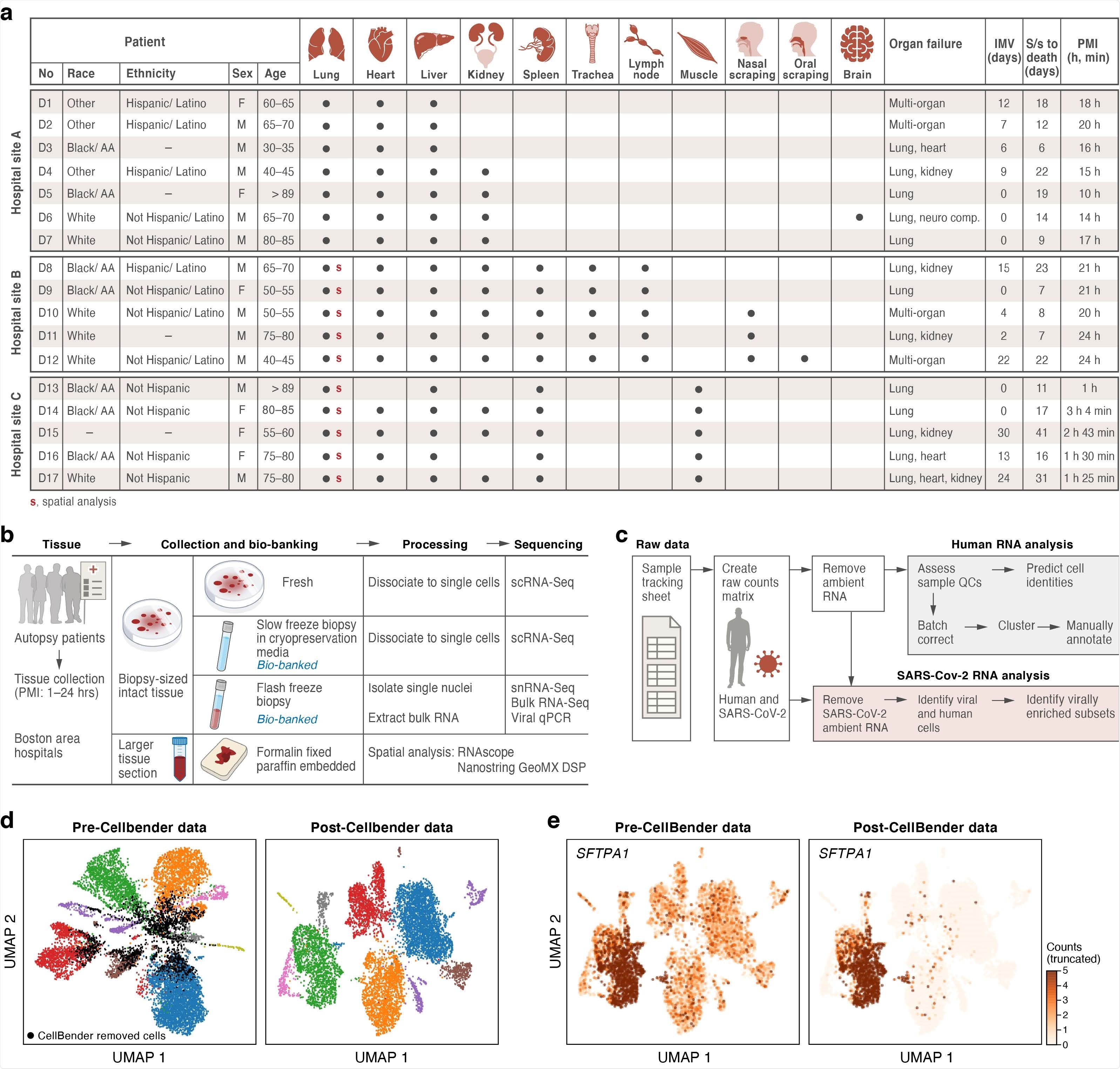 A COVID-19 autopsy cohort for a single cell and spatial atlas a. Cohort overview. IMV: intermittent mandatory ventilation days, S/s: time from symptom onset to death in days; PMI: post-mortem interval. Red bold s: donors for which we collected spatial profiles in the lung. b. Sample processing pipeline overview. c. sc/snRNA-Seq analysis pipeline overview. d,e. CellBender ‘remove-background’ improves cell clustering and expression specificity by removing ambient RNA and empty (non-cell) droplets. UMAP plot of sc/snRNASeq profiles (dots) either before (left) or after (right) CellBender processing, colored by clusters and by doublet status (black) (d), or by expression of the surfactant protein SFTPA1 (e). Color scale in e is linear and truncated at 5 counts to visualize small counts.