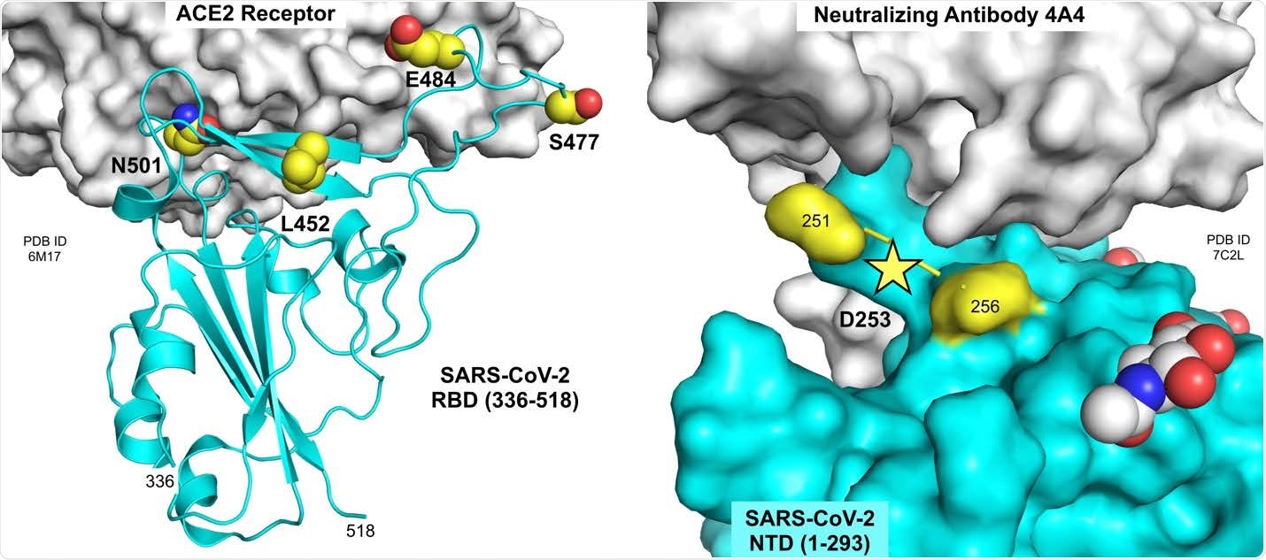 Residues mutated in B.1.526 spike protein. Residues 452, 477, 484 and 501 are located at or near the interface of the RBD with the ACE2 receptor (left panel; PDB ID 6M17, Yan et al., 2020). Residue 253 is located in a small disordered loop in the NTD near the interface with neutralizing antibody 4A4 (right panel; PDB ID 7C2L, Chi et al., 2020). Figure prepared using the PyMOL Molecular Graphics System v2.3.5 (Schrödinger, LLC).
