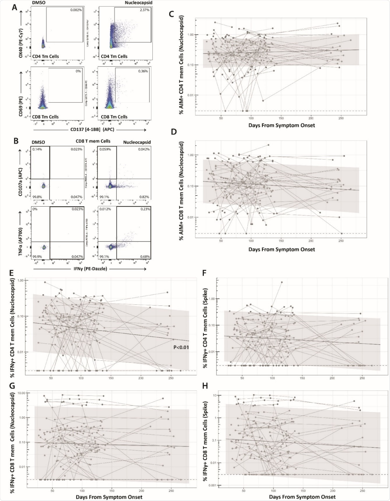 Long-term durability of SARS-CoV-2-specific CD4 and CD8 cell responses. Gating strategy for identifying SARSCoV-2-specific memory T cell responses in the activation-induced marker (AIM) (A) and intracellular cytokine staining (ICS) (B) assays. Percentage of AIM+ N-specific CD4+ (C) and CD8+ (D) T cell responses over time (S-specific responses were similar and are shown in Supplementary Figure 3). Percentage of IFNγ+ Nucleocapsid (N)- or Spike (S)-specific CD4 (E-F) and CD8 (G-H) T cell responses over time. Points and connecting lines represent raw data for each individual. Solid line and shaded region represent the median model prediction and 95% prediction interval from linear mixed effects modeling including individual effects. Dashed lines represent assay limits of detection. T mem = T memory cells.