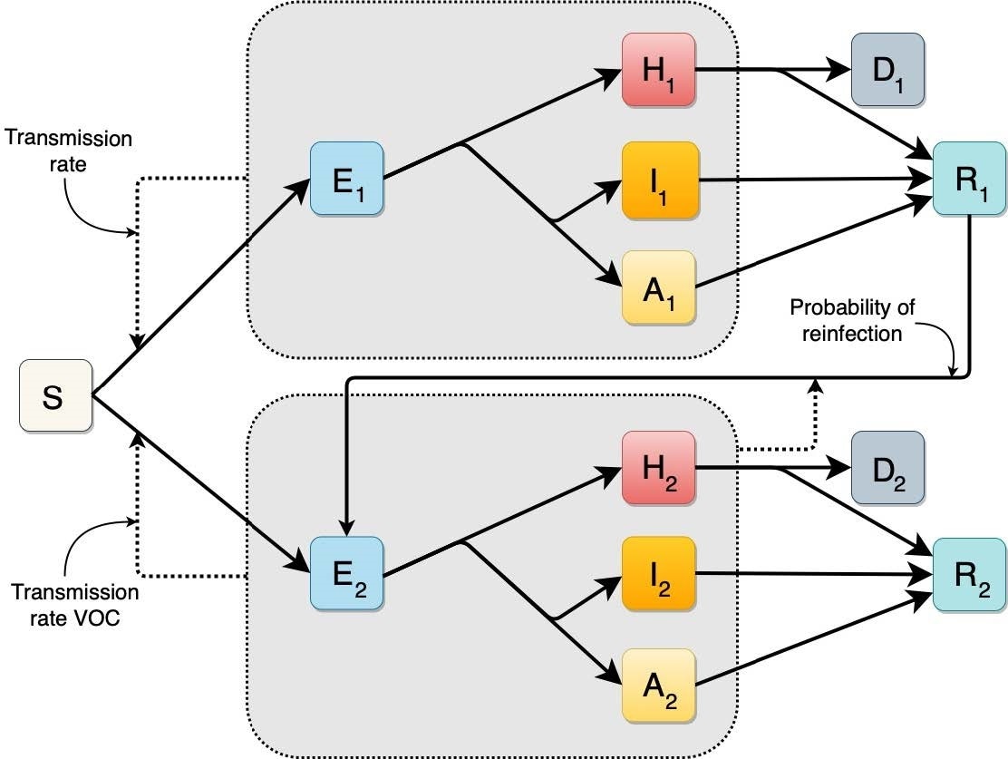 Diagram extended Susceptible, Exposed, Infected, and Recovered (SEIR) deterministic compartmental (SEAIHRD) model. S: Susceptible, E: Exposed (pre-symptomatic), H: Hospitalized (severe infected individuals), I: Infected (symptomatic individuals, not hospitalized), A: Asymptomatic. D: Deceased, R: Recovered. Compartments are subdivided into 3 age classes, not represented here for simplicity. Compartments with no subindex are related to the wild-type variant, compartments with subindex 2 are related to the VOC P.1. Continuous lines represent flux between each compartment. Dashed lines represent infection pathways. Three parameters fitted by the model are indicated by the small arrows.