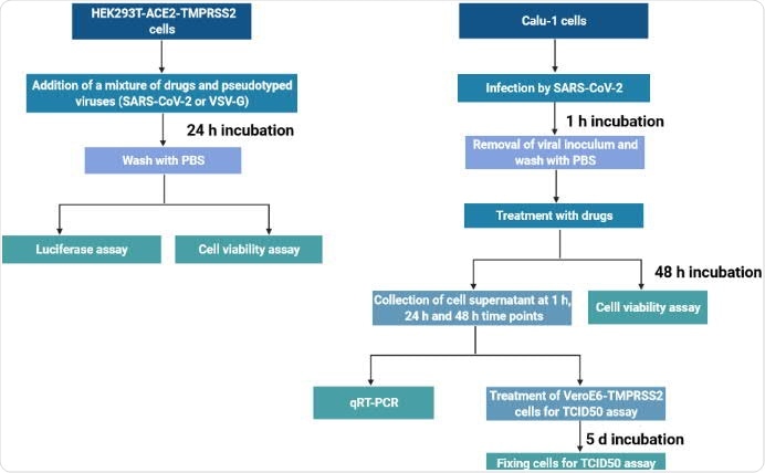 Protocols that were followed for infection, treatment, sample collection and assays.