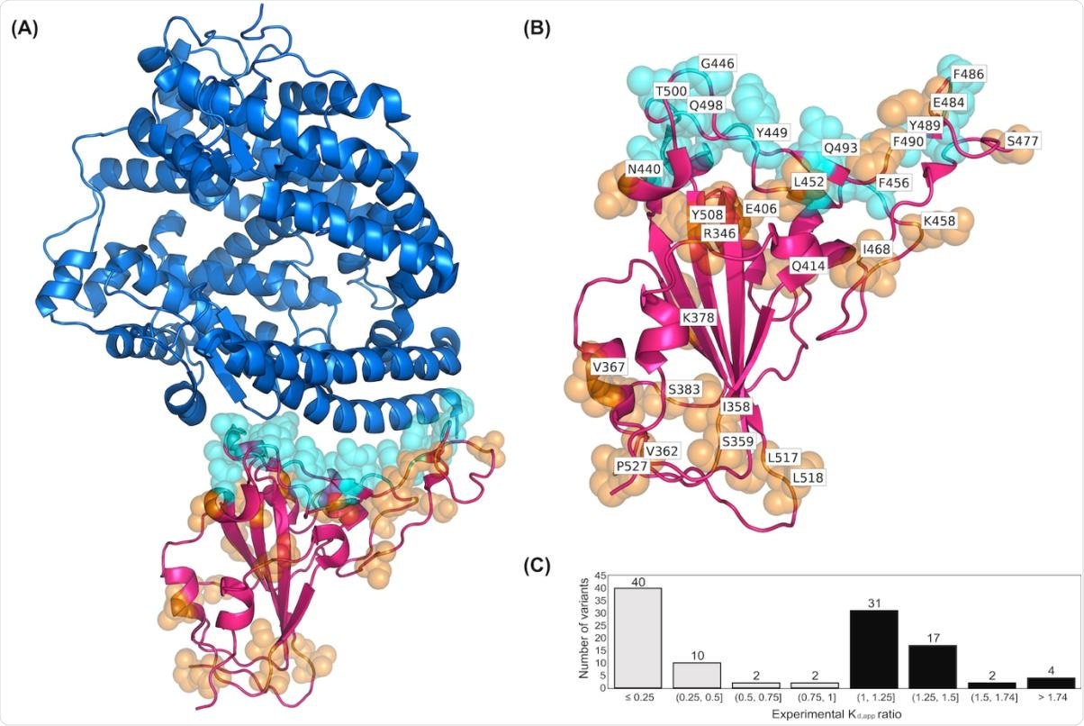 (A) The crystal structure of complex formed between RBD and hACE2 complex. The ACE2 protein is shown as a surface representation in blue and the RBD is shown in magenta. (B) Residues of the RBD variants that are in direct contact with hACE2 are depicted as cyan spheres. Residues that are not in direct contact are orange. (C) Histogramshowing experimental d,app ratios for all 108 RBD variants in the dataset. The histogram bars in black denote number of variants in the training set with increasing binding affinity compared to WT (d,app ratio>1.0) and the bars in gray indicate the variant counts with decreasing binding affinity (d,app ratio < 1.0).