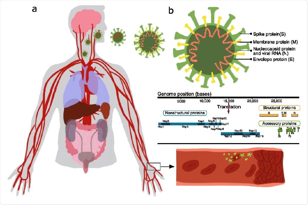 Effect of SARS-CoV-2 proteins on endothelial cells. a Sketch representing the main organs affected by SARS-CoV-2; b structure and gene composition of SARS-CoV-2.