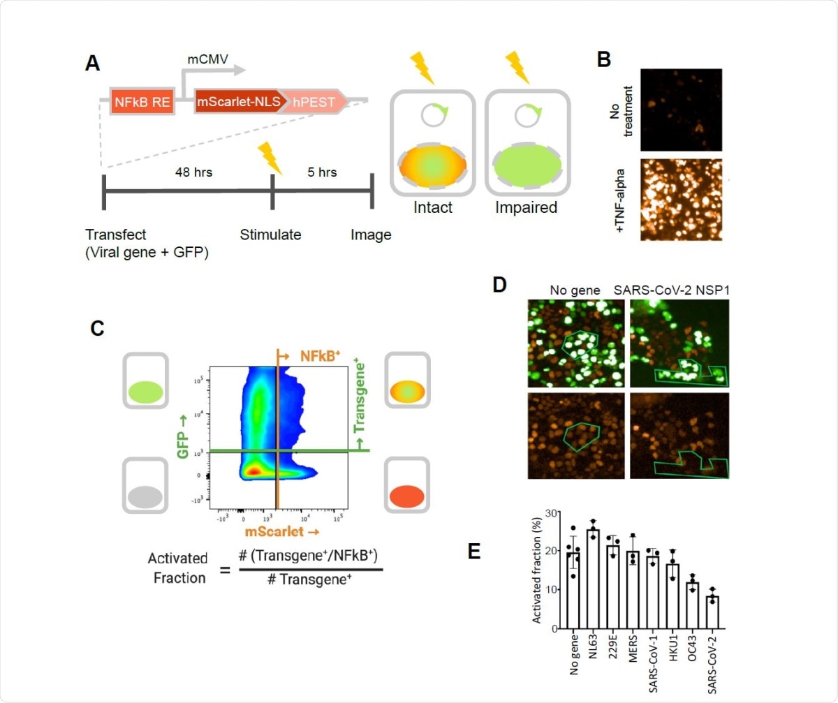 SARS-CoV-2 NSP1 strongly inhibits TNF-alpha activation of an NFkB reporter gene. A. A fluorescent NFkB reporter consisting of a 5x repeat of the NFkB consensus sequence (NFkB RE) upstream of a minimal CMV promoter (mCMV), and a human codon-optimized, nuclear localized mScarlet (mScarlet-NLS) fused to an hPEST degradation tag (hPEST) was constructed and stably integrated into HEK293 cells. Reporter HEK293T cells were co-transfected with expression plasmids encoding GFP and a virus gene; 48 hours later, 5 ng/ml TNF-? is added; and 5 hours later, red and green fluorescence was quantified. B. HEK293T cells stably transduced with the reporter responded to human TNF-? by expression of mScarlet. C. Flow cytometry analysis of transfected, TNF?-treated cells. Upper quadrants are transfected cells. The upper right quadrant represents double-positive cells that are transfected and also 338 express the inducible transgene. The activated fraction was calculated as the ratio of double positive cells to all GFP-positive cells. D. Reporter HEK293T cells were co-transfected with GFP and no-gene or SARS-CoV-2 NSP1 expression vectors, followed by TNF-? stimulation and imaging of red and green fluorescence. Green polygons highlight identical populations of cells in both images for representative comparisons. E. Activated fractions compared among NSP1s from several coronaviruses. Error bars represent the standard deviation of at least three technical replicates.