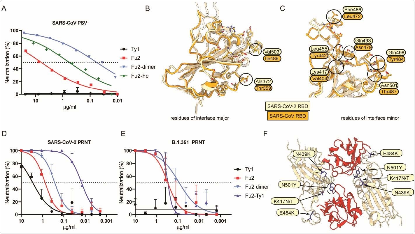 Fu2 cross-neutralizes SARS-CoV and a B.1.351 variant of concern clinical isolate (A) SARS-CoV S pseudotyped lentivirus (PSV) was incubated with the indicated constructs before infecting HEK293T-ACE2 cells, and neutralization is shown compared to untreated PSV. (B and C) Structural basis of SARS-CoV cross-neutralization by Fu2. Structural alignment of SARS-CoV-2 Spike (RBD bound Fu2) with SARS-CoV RBD (PDB:6ACD). Residues of interface-major and interface-minor shown as sticks, divergent residues are labelled. (D and E) PRNTs with clinical isolates of SARS-CoV-2. 100 plaque forming units (PFU) of SARS-CoV-2 18 or B.1.351 (501Y.V2) 1 were incubated with dilution series of the indicated nanobody constructs for 1 h at 37°C before infecting monolayers of Vero E6 cells. Plaques were quantified 72 h post infection. Neutralization representing the reduction of plaques relative to the control wells is shown. Error bars represent standard deviation (SD) across replicate experiments. (F) Assessment of Fu2-RBD interaction in RBD variants. In silico mutational analyses of RBD residues and probable impact on Fu2 binding. Fu2 is shown in red and variant residues are indicated.