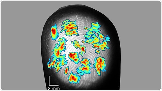 Research shows how humans have sensitive and accurate sense of touch