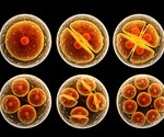 Embryogenesis Cleavage