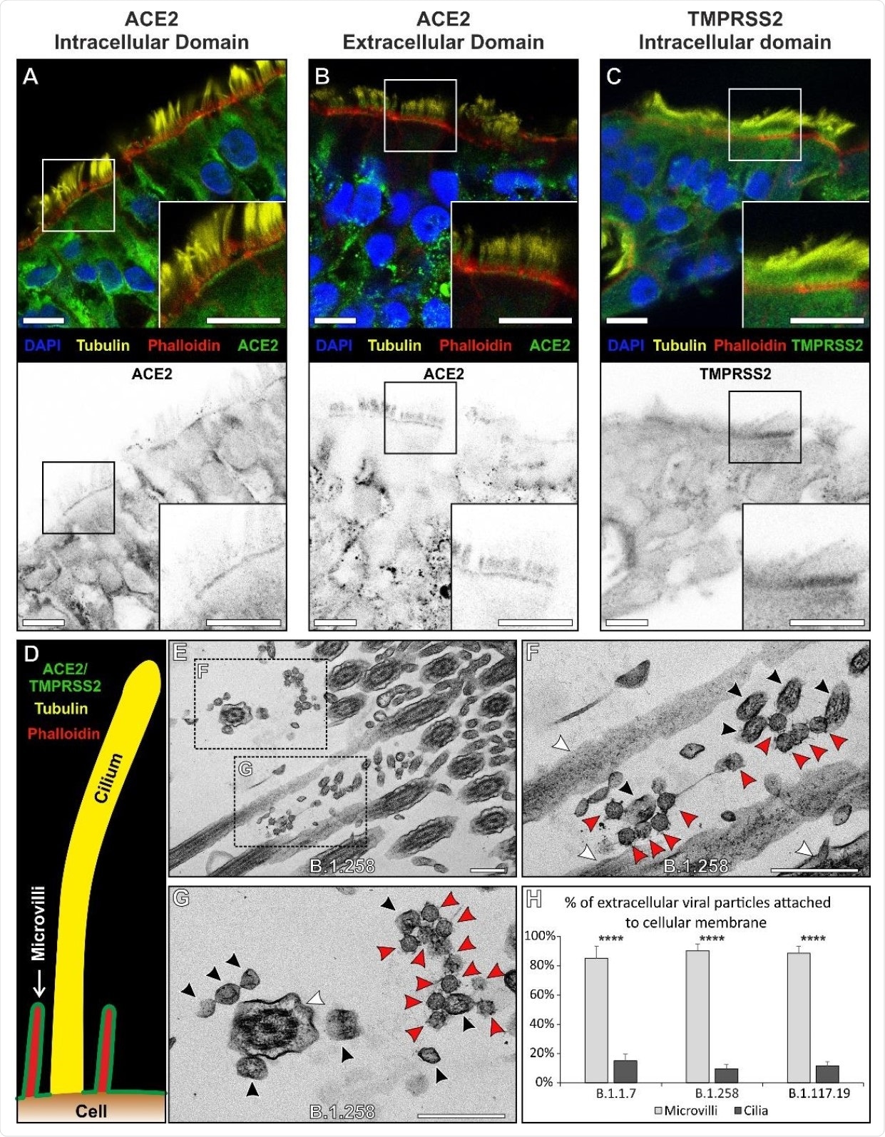 ACE2 and TMPRSS2 localises to the plasma membrane excluding cilia and this coincides with the sites of viral attachment. (A - C) Immunofluorescence antibody labelling against ACE2 and TMPRSS2 using anti-tubulin as a marker for cilia and phalloidin for the actin enriched microvilli. Both ACE2 and TMPRSS2 were found to be localised to cell surface that included the microvilli. Although there is diffuse, likely non- specific, staining everywhere with the TMPRSS2 antibody it is clearly enriched on the apical plasma membrane. Grey scale images of the staining profiles of ACE2 and TMPRSS2 show that they only extend a short difference from the cell surface unlike the tubulin staining of cilia and overlap with the phalloidin staining. (D) A diagram of the staining pattern of the antibodies. (E – G) When looking by TEM, virions (red arrowheads) are seen attached to microvilli (black arrowheads) and not to cilia (white arrowheads). (H) Quantification of the number of viral particles attached (within 3 nm) to microvilli and cilia, there is little affinity of the virus to cilia for all three isolates. Statistical significance was determine using Student’s t-tests (**** P = 0.0001). Scalebars (A – C) 10 µm and (E – G) 400 nm