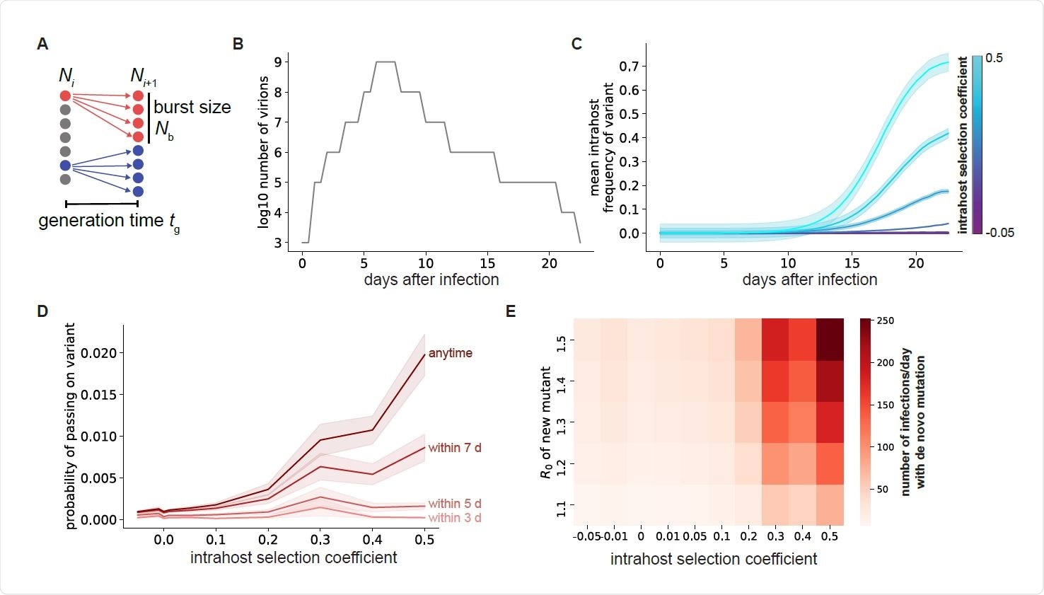 Selection within individuals with COVID-19 leads to selection of more fit viral variants. A. Schematic of viral replication model used to simulate SARS-CoV-2 evolutionary dynamics. B. Sputum viral load curve for a typical COVID-19 infection. The x-axis represents the time starting from the initial transmission event that started the infection. C. Mean frequency of variants with point mutations within individuals with COVID-19 for different mutation fitness effects (colors). D. Probability of a specific single mutation to be present in at least one virion transmitted if transmission occurs within the first 3-7 days of infection (lighter red curves) or anytime during infection (darker red). For C and D, shaded areas represent ± SEM,