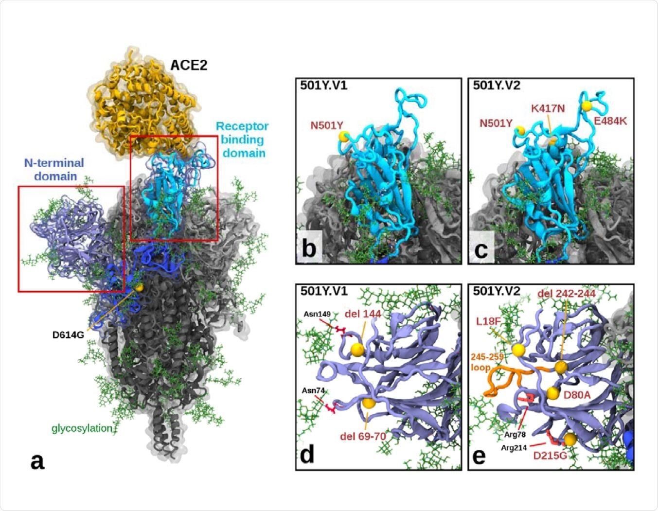 Illustration of Mutations in 501Y.V1 and 501Y.V2 Relative to the Ancestral Form a) Structure of the glycosylated SARS CoV2 Spike protein highlighting a S1 monomer (in blues) and relative positions of the N terminal domain (NTD) and the receptor-binding domain (RBD) and the bound ACE2 receptor (in yellow). The position of D614G (common to all tested variants) is also highlighted. b) & c) Side by side comparison of 501Y.V1 and 501Y.V2 variants in the RBD, showing the V2 variant having additional K417N and E484K mutations. d) & e) Side by side comparisons of 501Y.V1 and 501Y.V2 variants in the NTD, showing relative locations of mutations and deletions. (Model files available in Supplementary Materials).