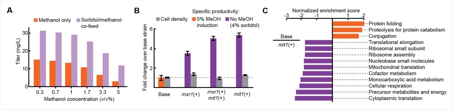 Improved productivity and decreased stress in methanol-free RBD expression (A) Titer of RBD secretion from the base strain in 3 mL plate culture. (B) Performance of three engineered strains in 3 mL plate culture. (C) Enriched gene sets between the base strain (orange) and the mit1+ strain (purple).