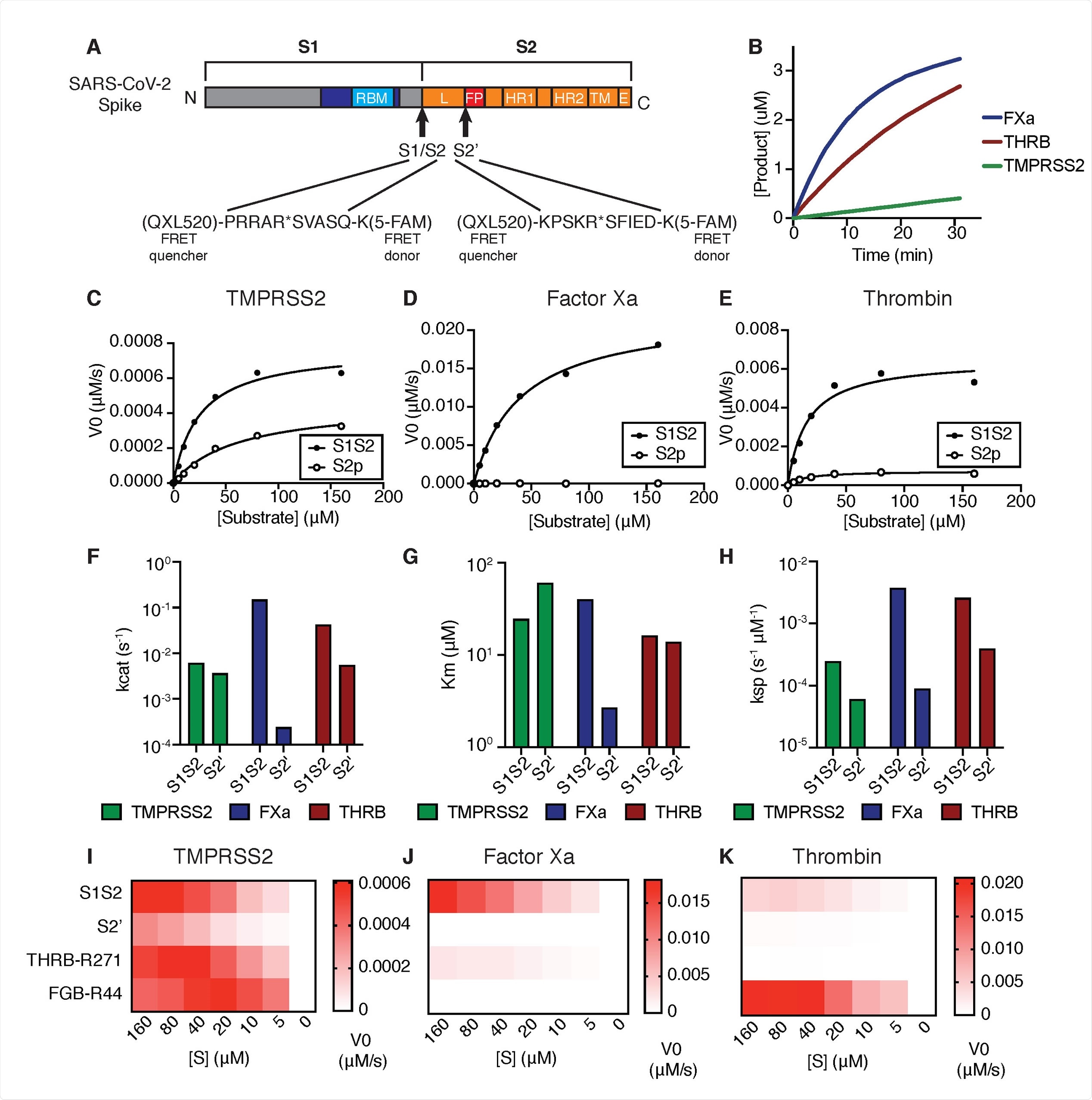 Coagulation factors directly cleave SARS-CoV-2 spike. (A) Peptides derived from two known cleavage sites of SARS-CoV-2 spike were designed with C-terminal fluorophore 5-FAM and N-terminal FRET quencher QXL-520. (B) Cleavage of 10 μM S1/S2 peptide substrate incubated with 125nM TMPRSS2, factor Xa, or thrombin. Initial velocities for the cleavage of SARS-CoV-2 spike S1/S2 and S2’ peptide substrates by (C) TMPRSS2, (D) Factor Xa, and (E) Thrombin were measured over a range of 0-160 μM substrate. From initial velocity values, enzyme kinetic constants (F) turnover rate Kcat (s-1), (G) affinity constant Km, and (H) specificity constant (Kcat/Km) were obtained for the indicated enzymes with S1/S2 and S2’ peptides. (I-K) Heatmaps depict the initial velocity V0 of cleavage of the indicated peptide substrates and concentrations by (I) TMPRSS2, (J) factor Xa, and (K) thrombin.
