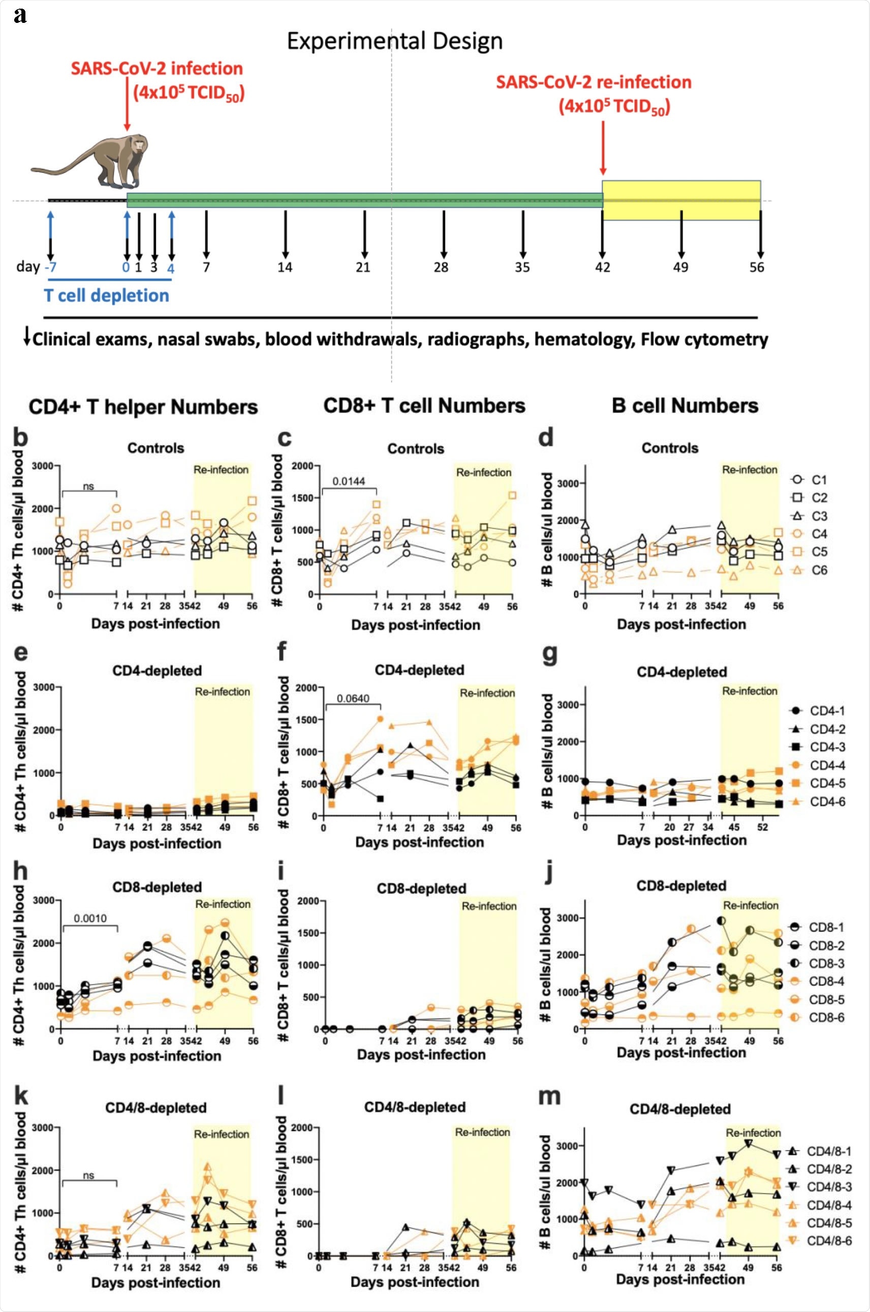 Experimental design and T cell depletions. a. T cell subset-depleting antibodies were administered on days -7, 0 and +4 as indicated by the blue arrows. Infections were done on days 0 and 42 as indicated by red arrows. Blood withdrawals were performed on the days indicated by the black arrows and flow cytometry was used to determine the lymphocyte subset numbers over time. The flow cytometry gating strategies are shown in Supplemental data Fig. 1b. Each symbol represents a single animal throughout. All CD4-depleted animals except CD4- 5 were still greater than 90% depleted of CD4+ T cells at 7dpi. CD4-5 was 78% depleted. CD4+ Th numbers excluded FoxP3+ cells. At 7 days post-re-infection (49 dpi) the animals averaged 81% depleted. All CD8-depleted animals were >99% depleted at 7dpi and remained 78% depleted at 49dpi. The differences between subset numbers at 0 dpi and 7 dpi were calculated by a two-way paired t test. ns = not significant and other p values are shown. Numbers of B cells (d, g, j, m) were determined by flow cytometry using CD45 and CD20 as markers. The numbers of B cells in the CD4-depleted group were significantly lower over time than the controls as determined by mixed effects analysis (p=0.0118).