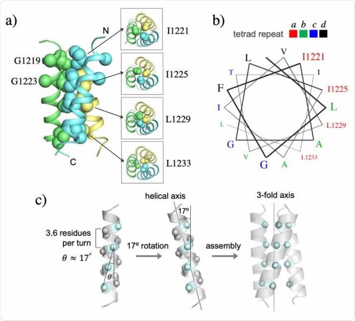 NMR structure of the TMH trimer of SARS-CoV-2 S in DMPC-DH6PC bicelle with q = 0.55. (a) Ribbon representation (left) of the TMH trimer structure with the sidechain heavy atoms of the core residues shown as spheres; the C atoms of G1219 and G1223 are also shown as spheres. The sidechain packing at four different levels along the threefold axis is illustrated with sectional top views of the trimer (right). (b) Helical wheel representation of an -helix (3.6 residues per turn) showing that the core hydrophobic residues occupy the position ‘a’ of the ‘abcd’ tetrad repeat. (c) Theoretical analysis of the trimeric hydrophobic zipper with tetrad repeat. The line formed by the C atoms of the residues at position ‘a’ is tilted by ~17º relative to the helical axis. Rotating the helix by 17º places the position-a residues in line with the 3-fold axis for optimal hydrophobic core formation.