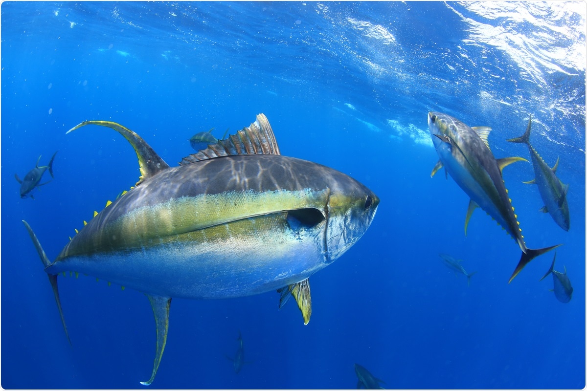 Study: Identification of tuna protein-derived peptides as potent SARS-CoV-2 inhibitors via molecular docking and molecular dynamic simulation. Image Credit: Al McGlashan / Shutterstock