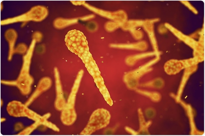 Image Credit: nobeastsofierce / Shutterstock