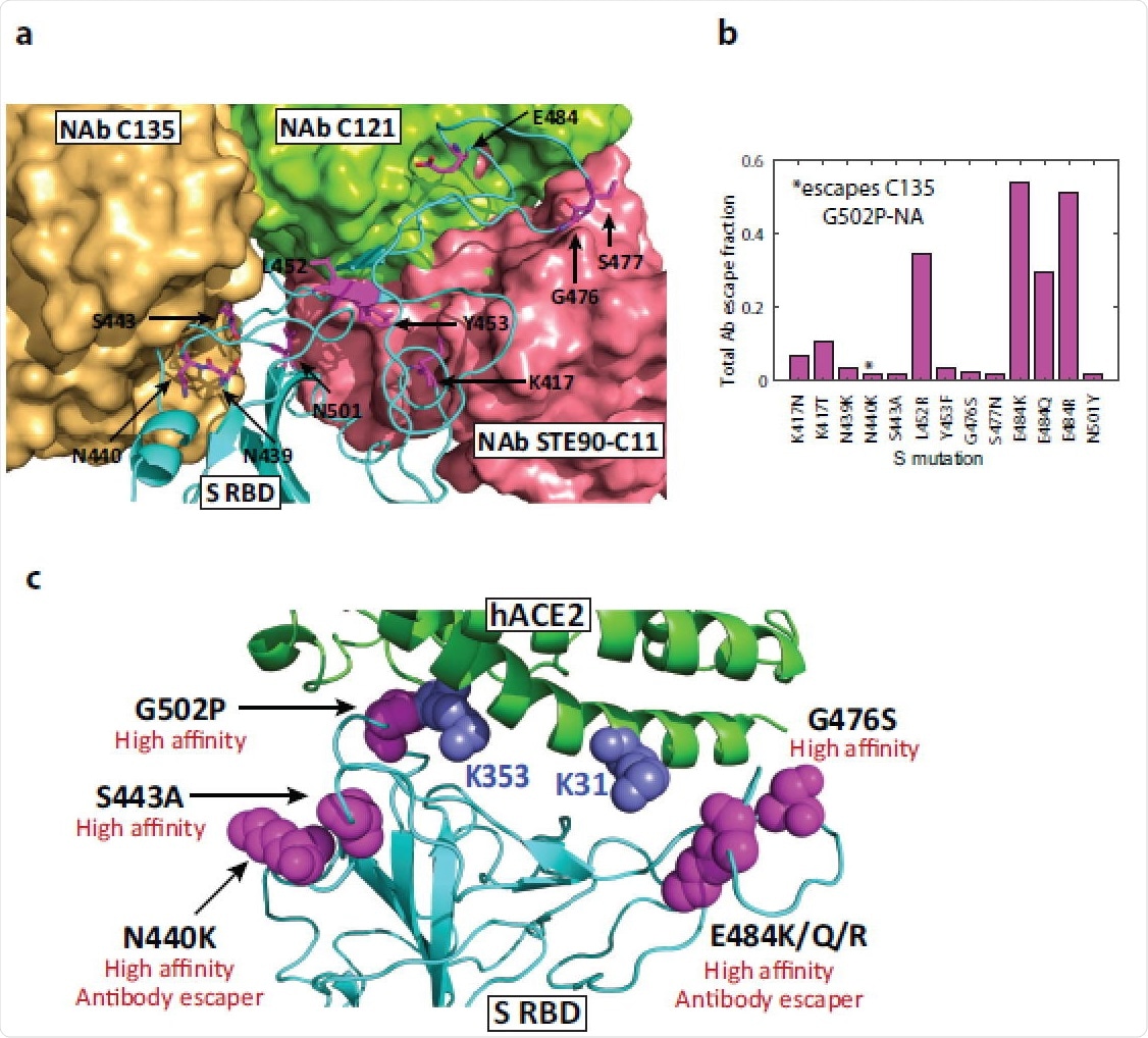 High-affinity mutations and antibody binding sites in Spike RBD. (a) Structure of WT S RBD superimposed with three neutralizing antibody structures (C121, 7K8X; C135, 7K8Z; STE90-C11, 7B3O). Residues predicted to harbor high-affinity variants and fast-spreading mutations are highlighted, illustrating that mutations in antibody binding sites have the potential to reduce their efficacy. Bound C135 and STE90-C11 antibody structures partially overlap. (b) Antibody escape of mutations as measured using the total escape fraction, i.e., the sum of all escape fractions across 10 antibodies tested using deep mutagenesis. (c) Summary of significant high-affinity mutations in S and hACE2 proteins and their functional implications.