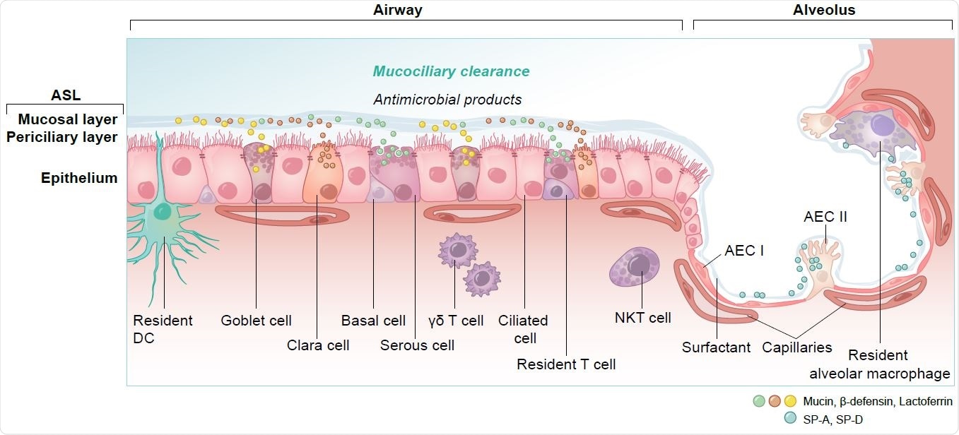 Overview of cell types and innate immunity in the epithelium of the lung. DC = dendritic cell, NKT = natural killer T cell, γδ T = gamma delta T cell, AEC I and AEC II = alveolar epithelial cells, SP-A, SP-D = surfactant protein A and D.