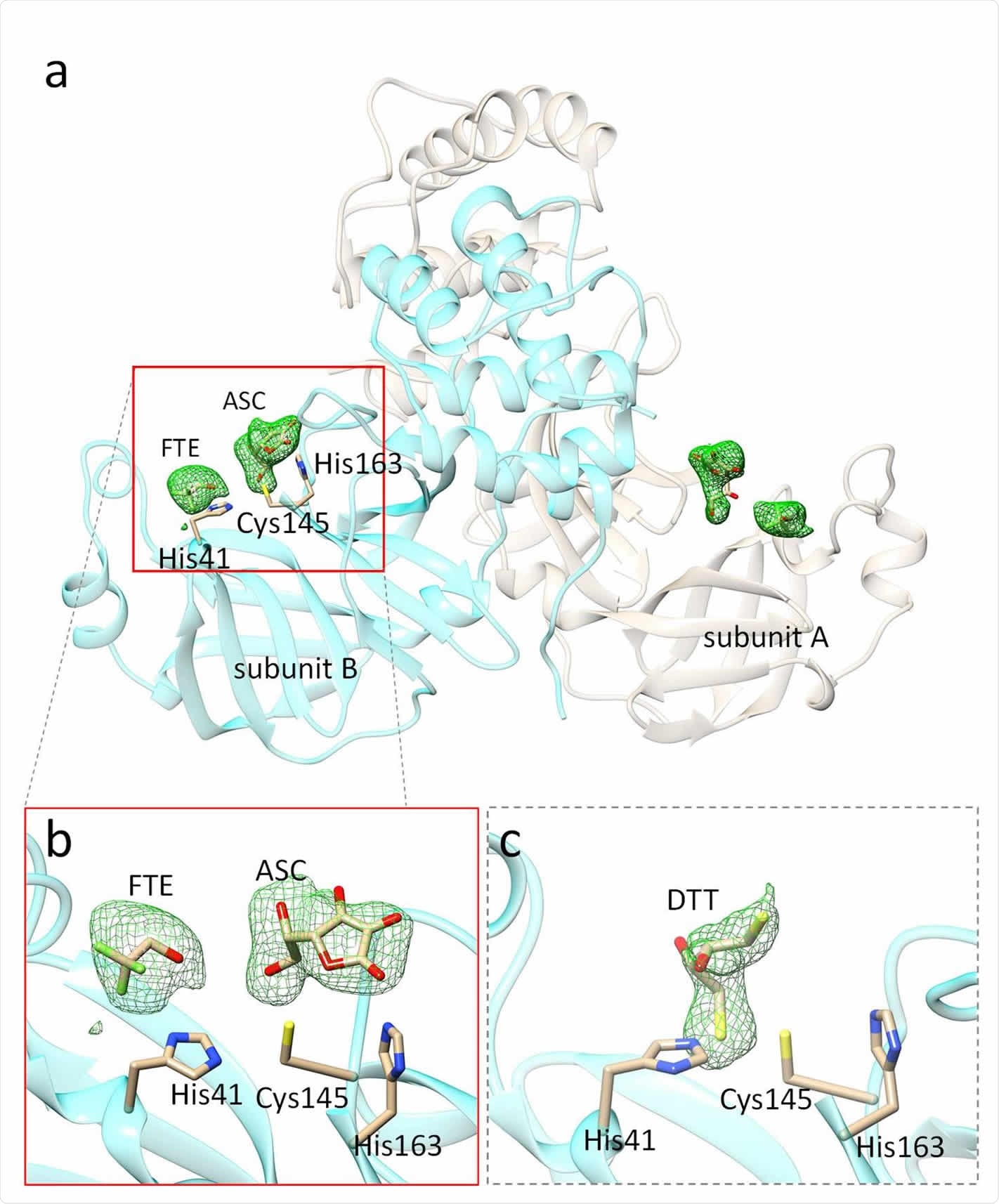 Vitamin C and DTT bound in the active site of SARS CoV-2 3CLpro. (a) The 3CLpro dimer in the asymmetric unit of the orthorhombic crystals soaked with L-ascorbate. Polder difference electron density (Liebschner et al., 2017) in the active sites is shown in green (contour: 2.5 sigma). (b) The L-ascorbate (ASC) in subunit B. The ASC interacts with the catalytic Cys-145 and is stabilized by a hydrogen bond to His-163. A trifluoroethanol (FTE) is located close to the ASC. (c) Dithiothreitol (DTT) is observed in monoclinic (C2) crystal form. It does not bind to Cys-41. It rather binds to His-41 forming a sulfenamide. Difference electron density maps shown in (a) - (c) are obtained after refining the 3CLpro without the addition of ligand. The ascorbate and DTT explain the additional electron density.