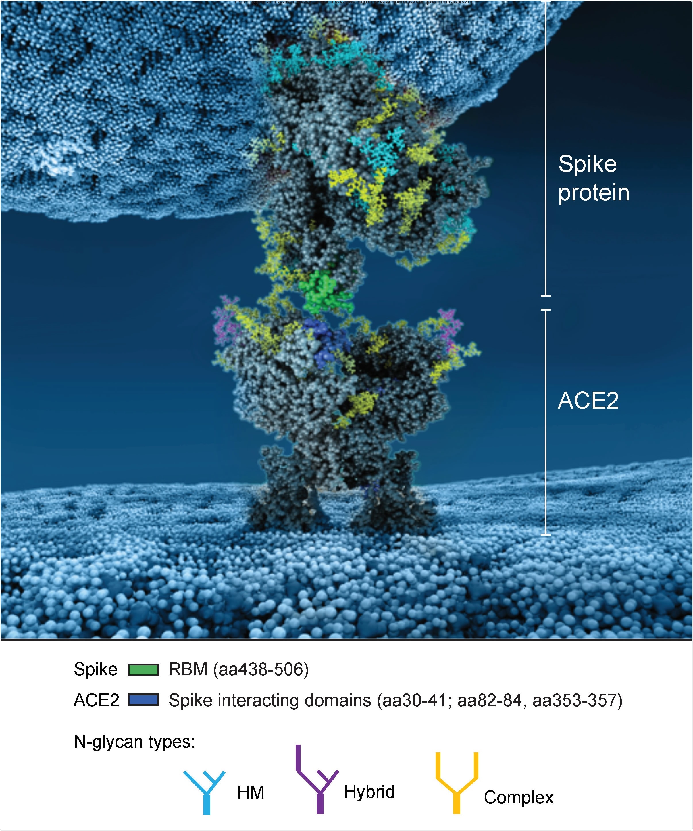 Atomistic reconstruction of the glycosylated spike of SARS-CoV-2 interacting with its glycosylated receptor ACE2. The interaction between a spike in open conformation and ACE2 is represented. The binding domains in the spike and ACE2 involved in the interaction are colored in green and blue respectively. Note that not all glycans are present on the open spike (see Methods for details).